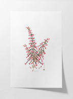 Floral: Plate No. 08