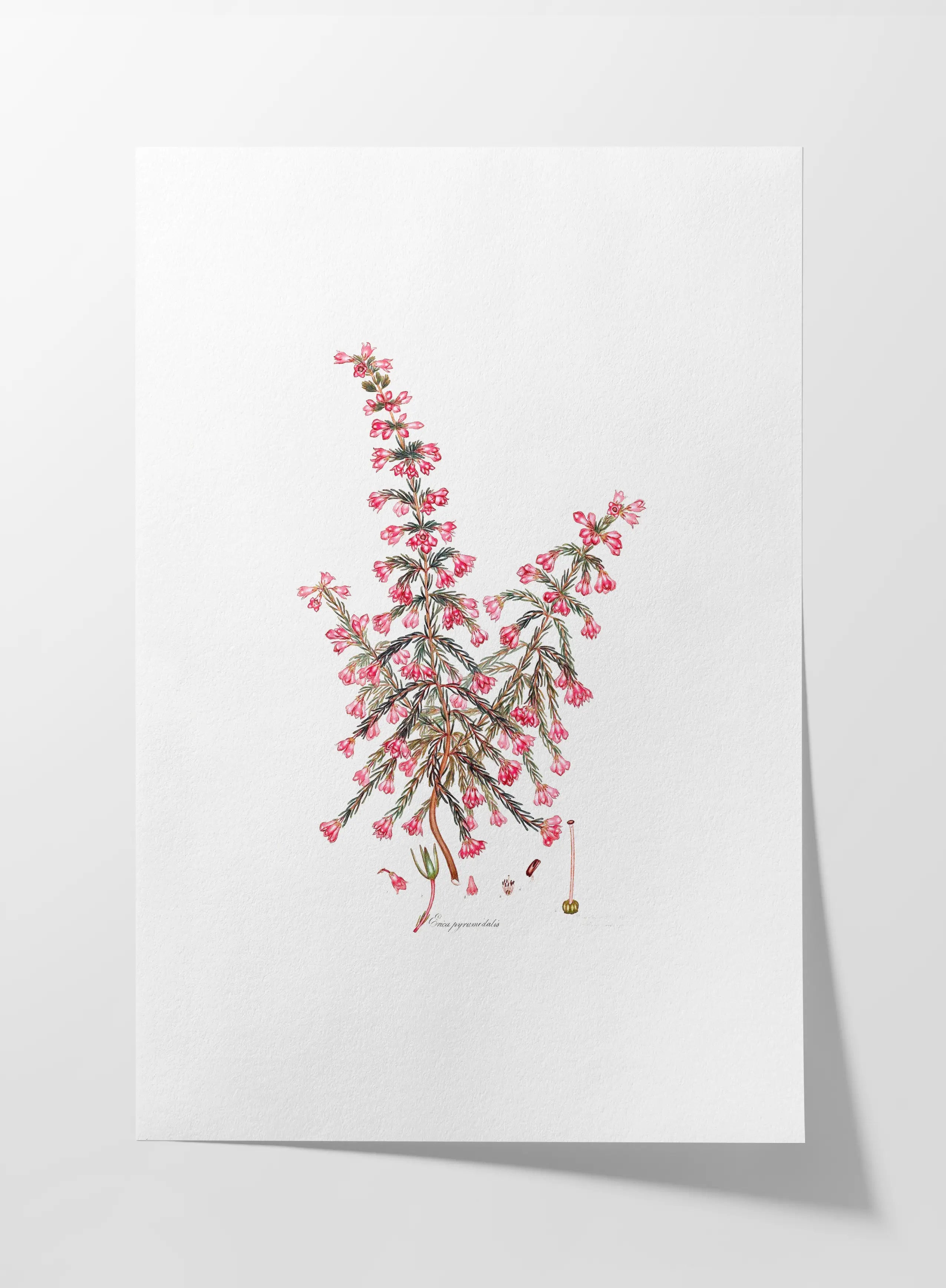 Floral: Plate No. 08