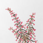 Floral: Plate No. 08