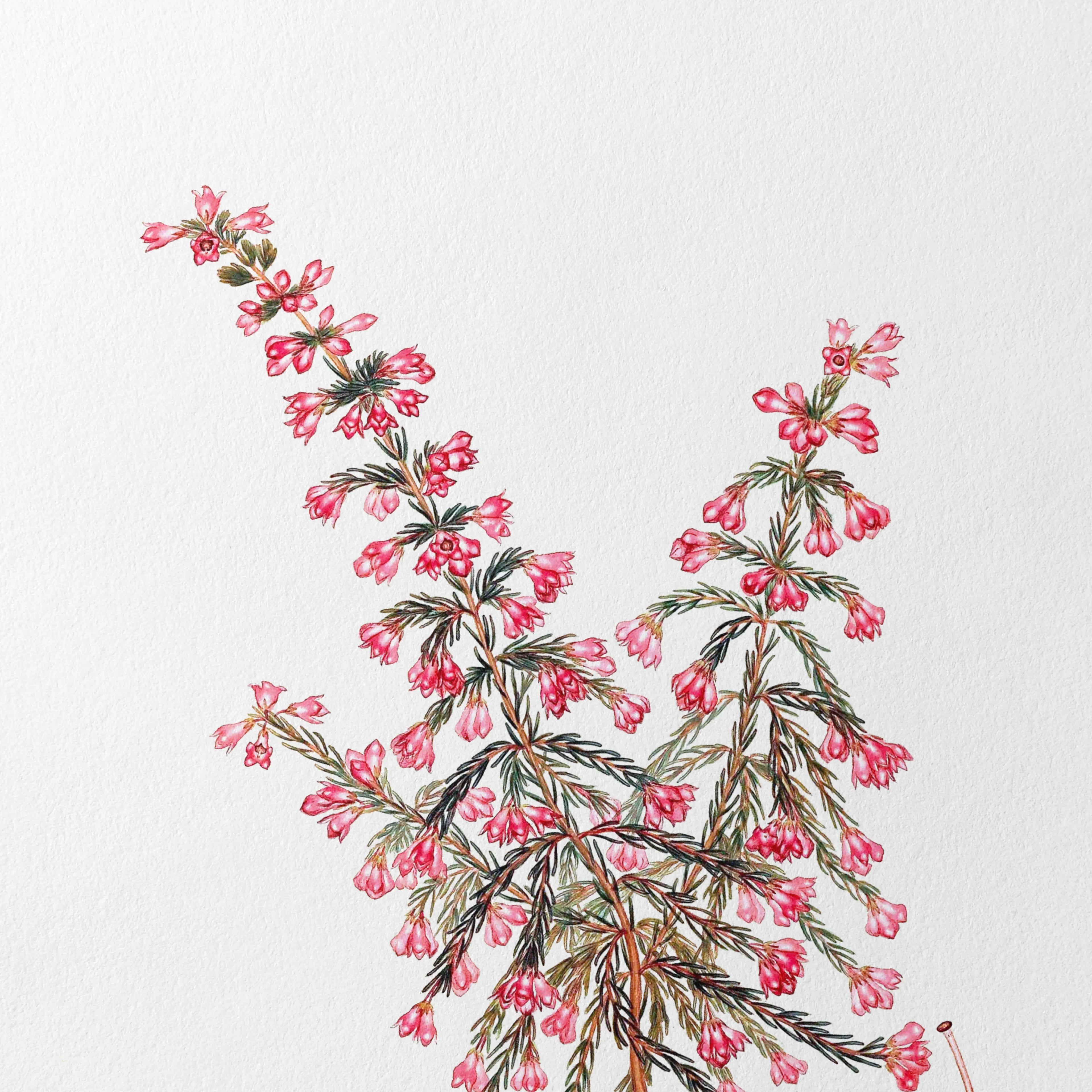 Floral: Plate No. 08