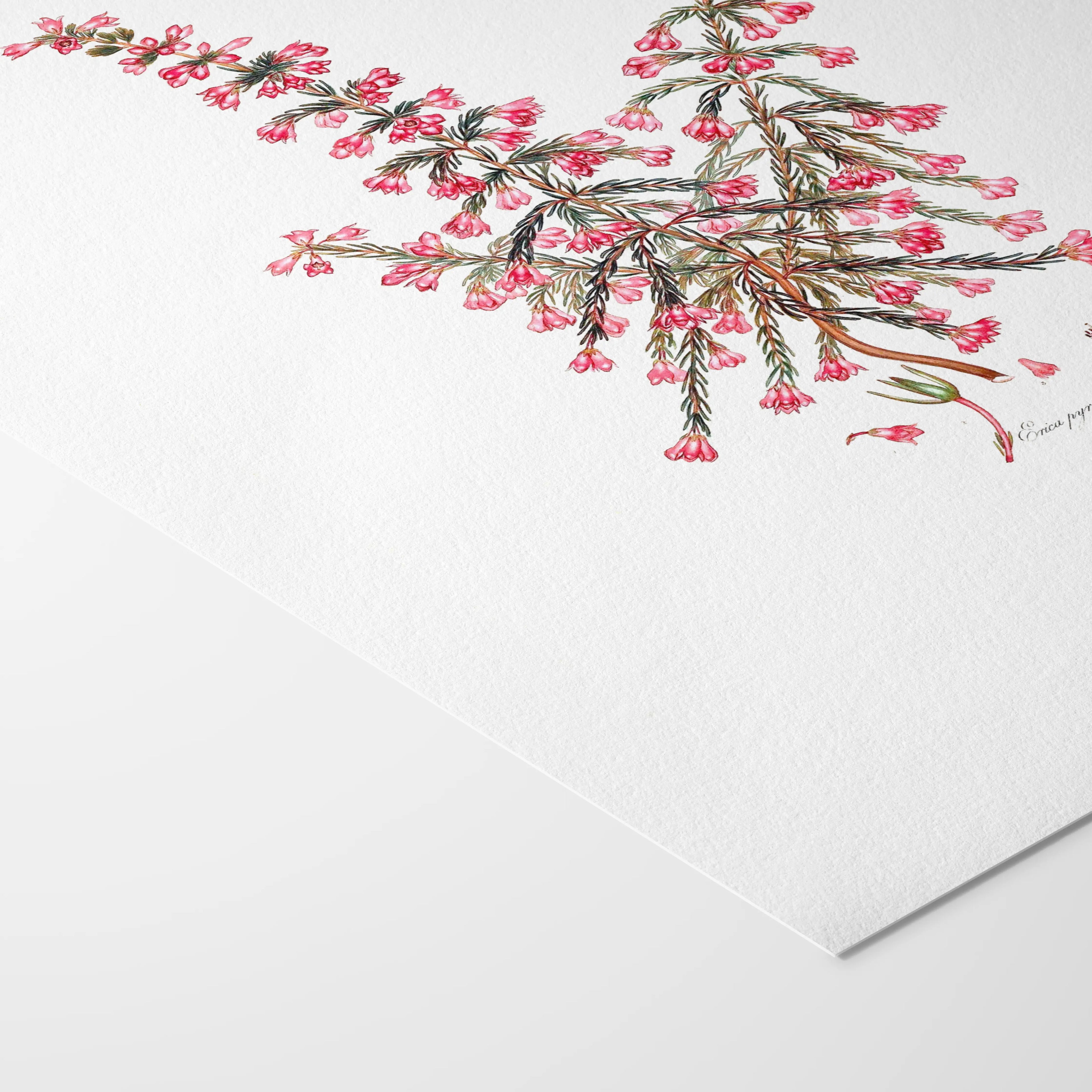 Floral: Plate No. 08