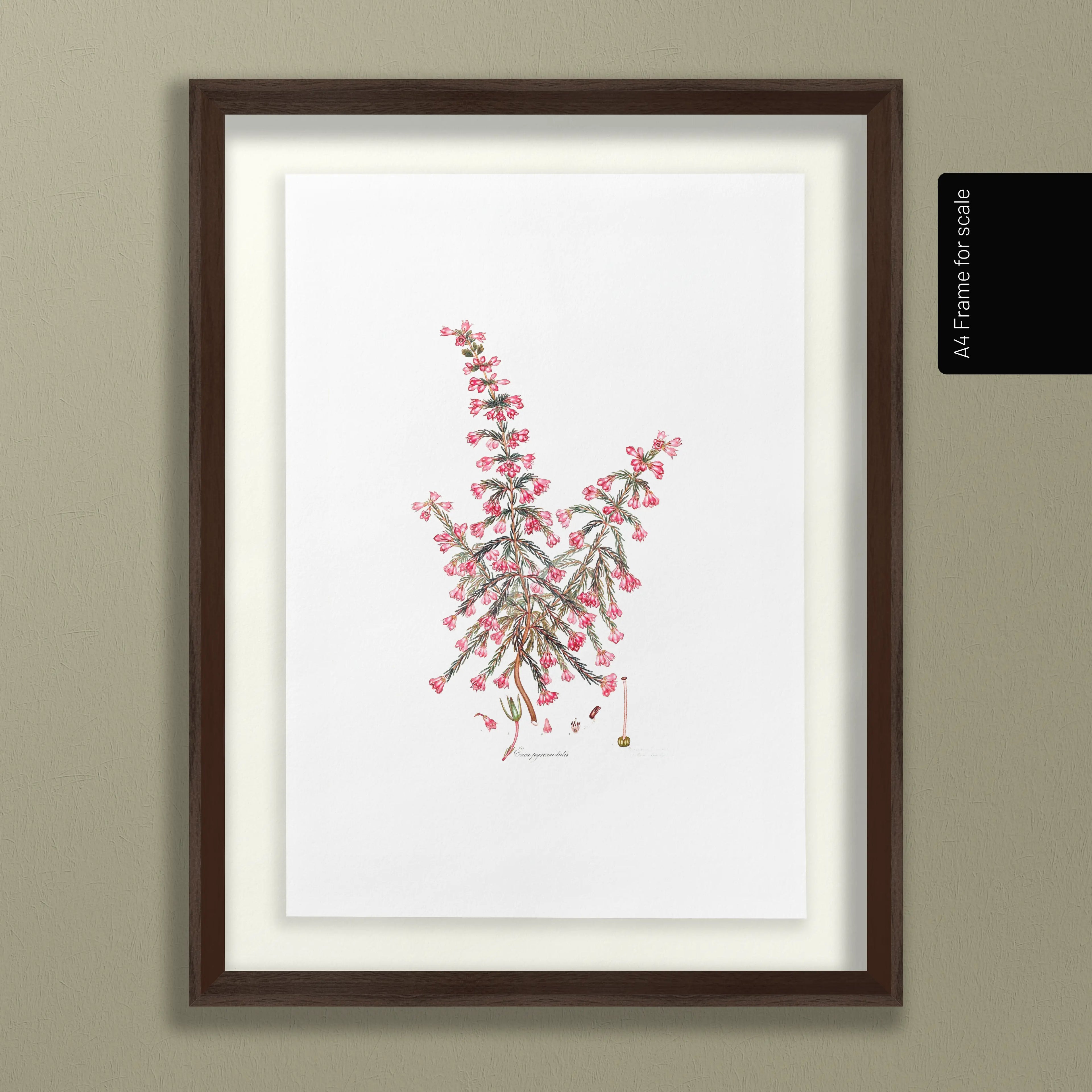 Floral: Plate No. 08