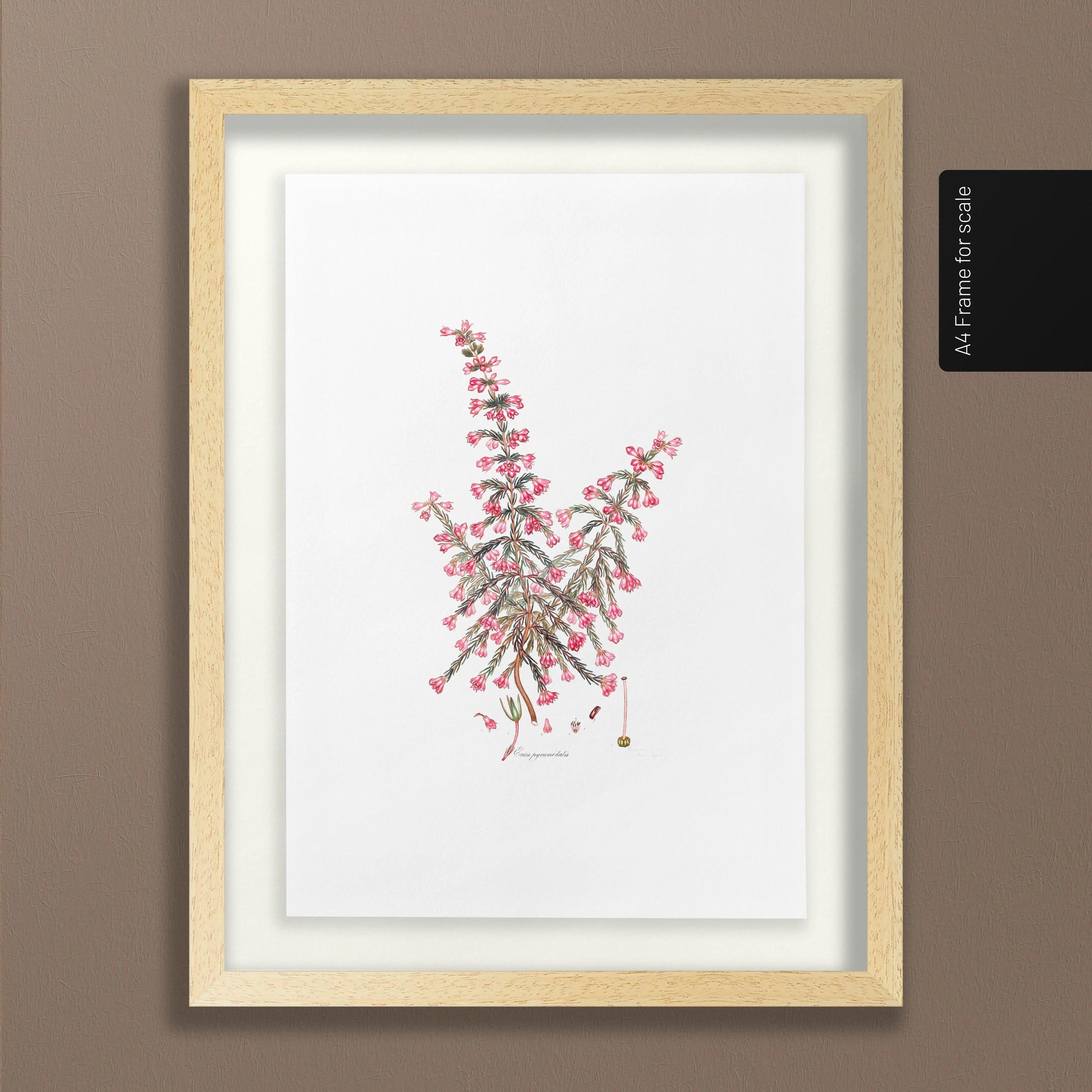 Floral: Plate No. 08