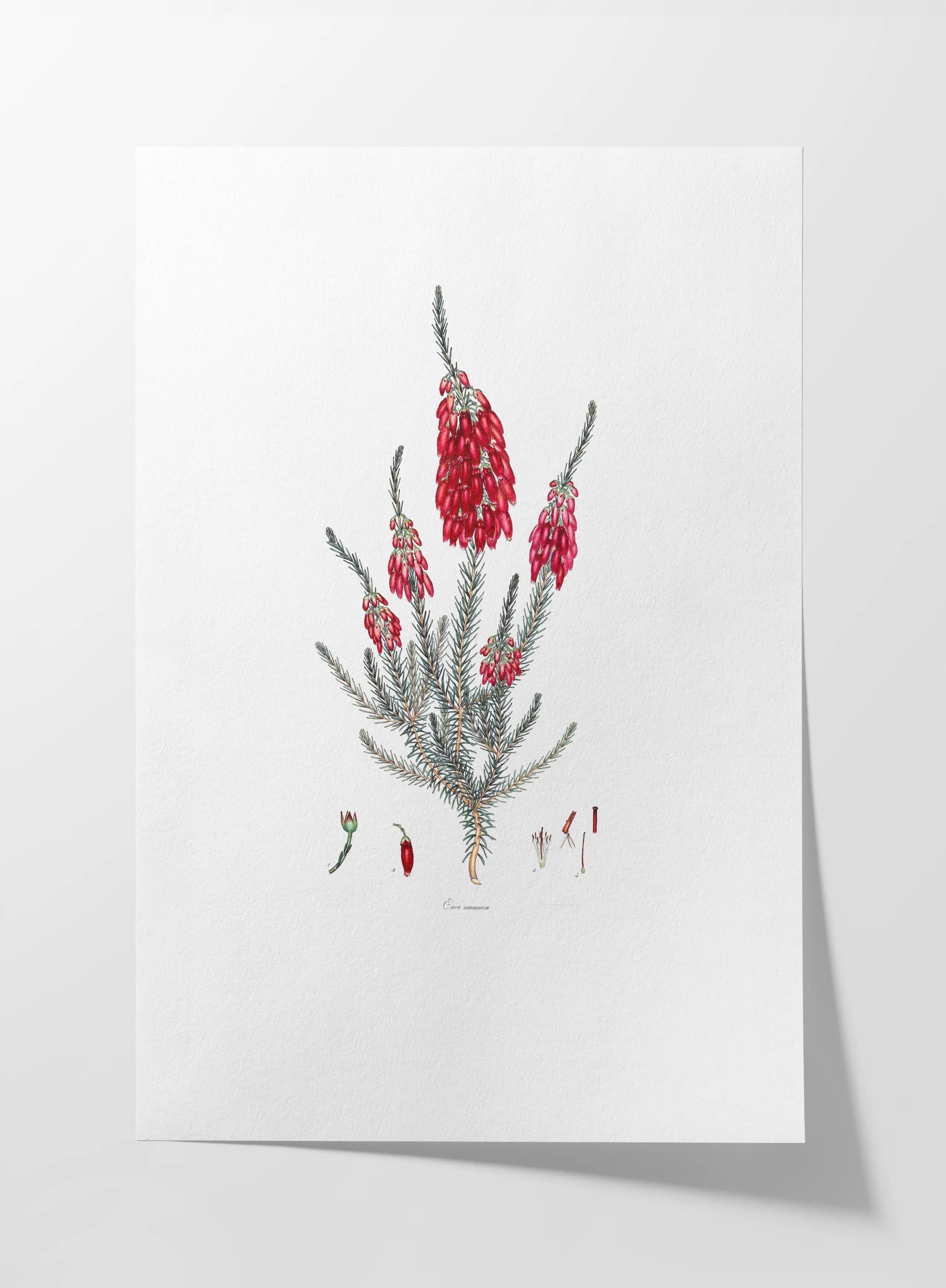 Floral: Plate No. 09