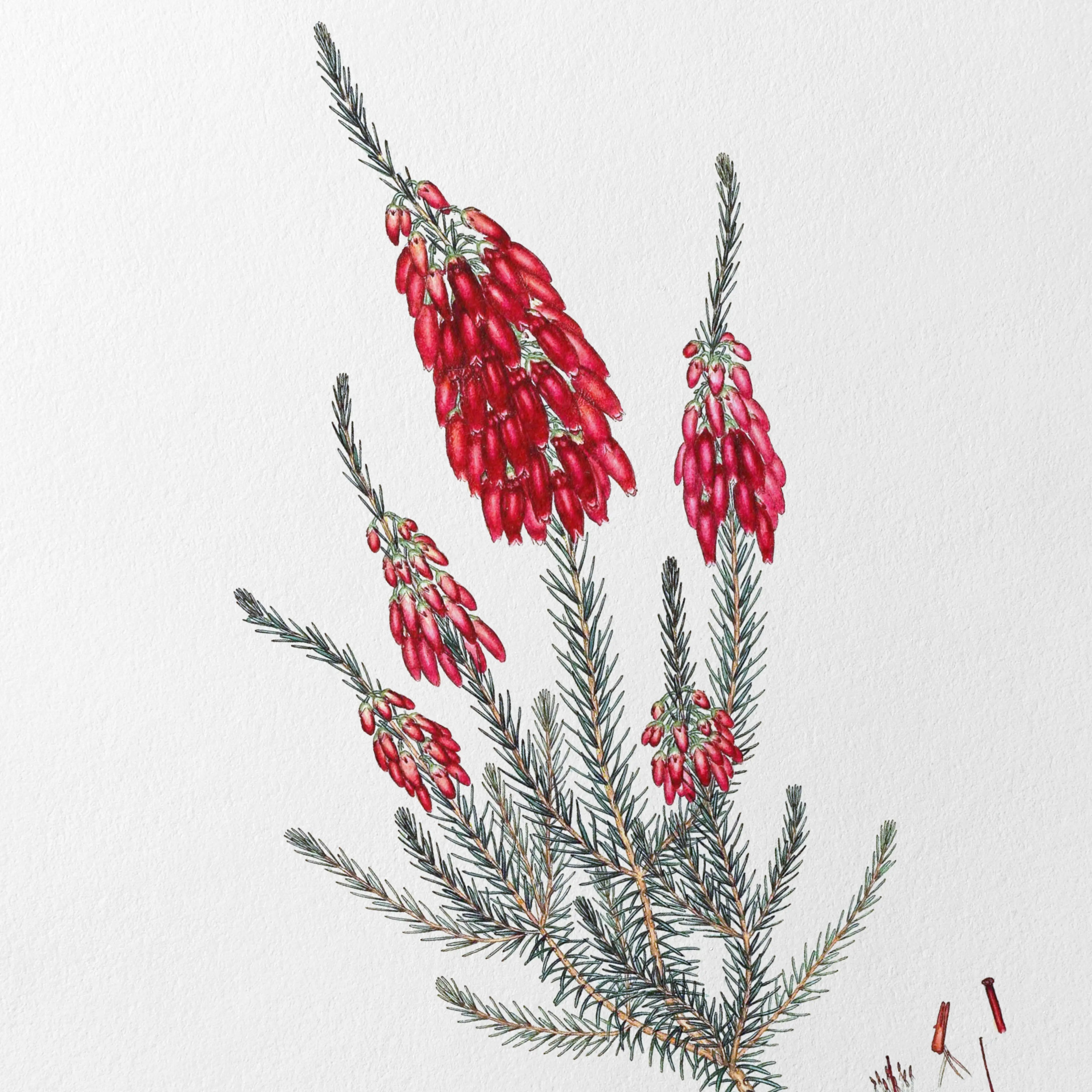 Floral: Plate No. 09