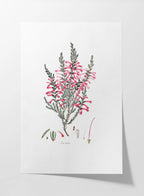 Floral: Plate No. 10