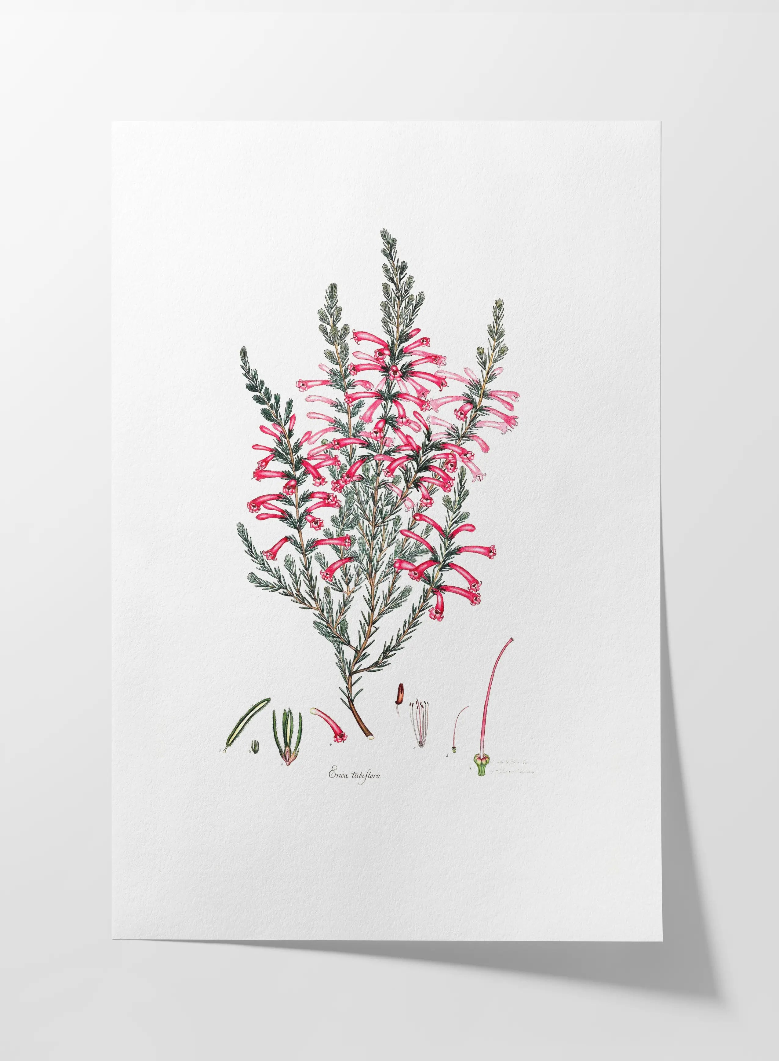 Floral: Plate No. 10
