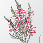 Floral: Plate No. 10