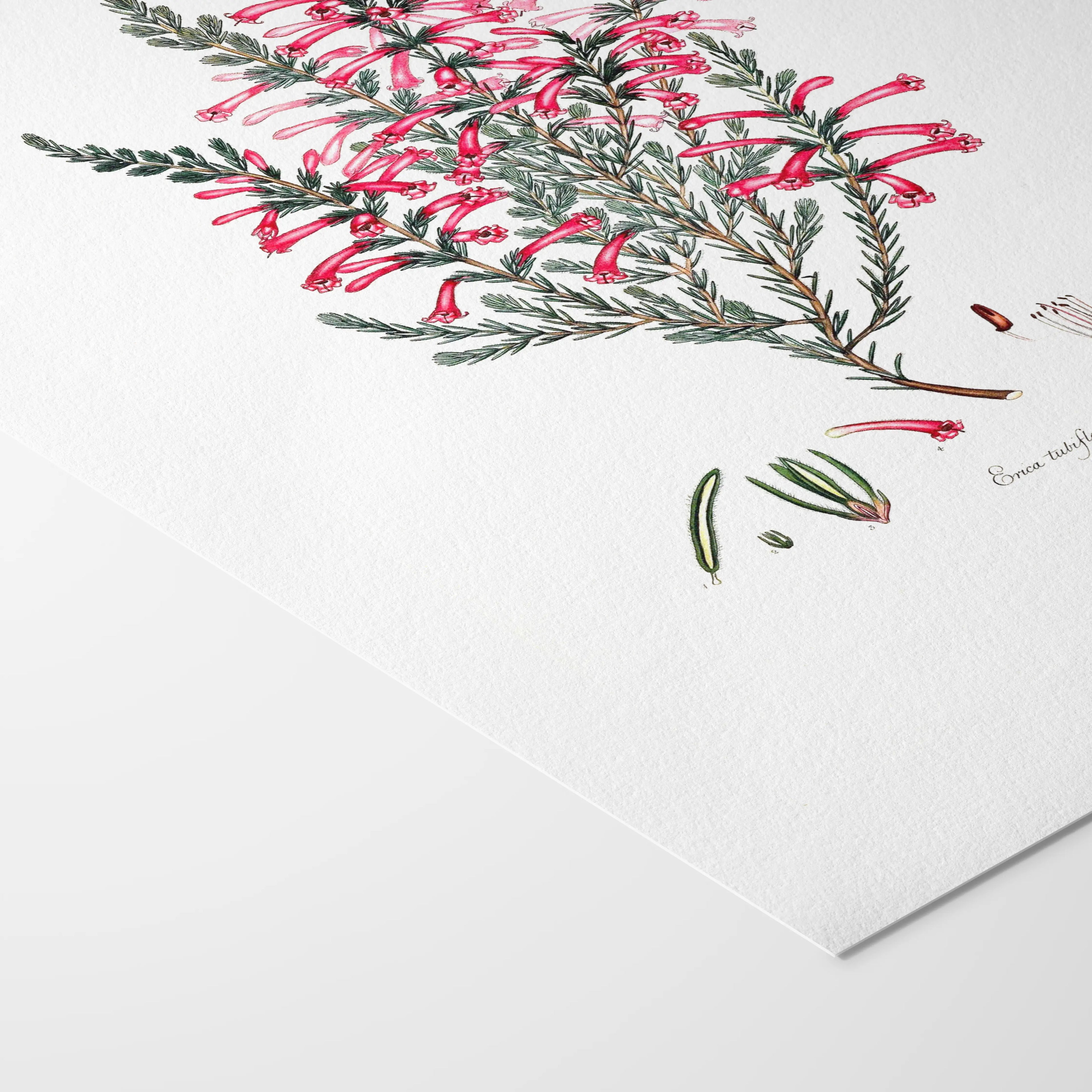 Floral: Plate No. 10