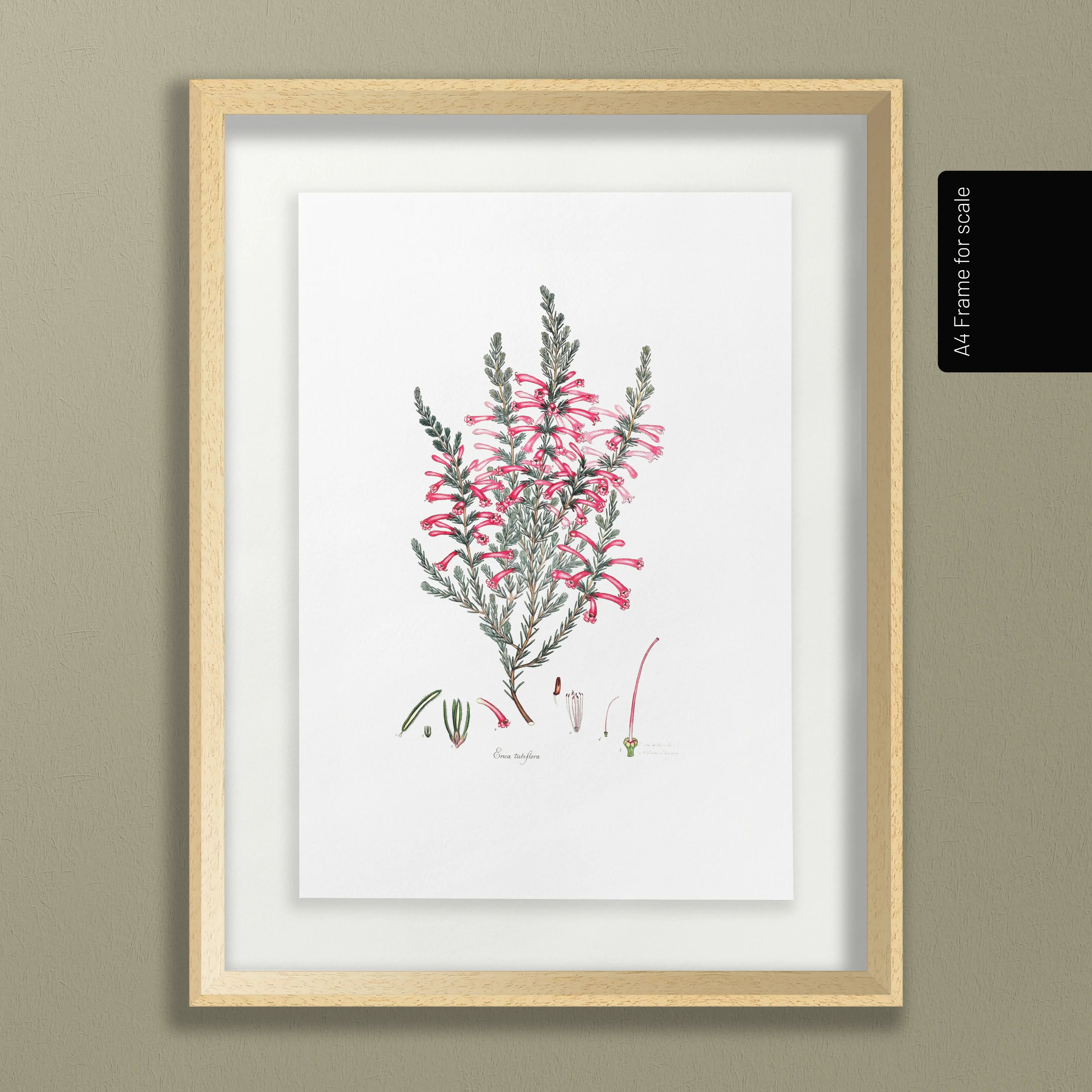 Floral: Plate No. 10