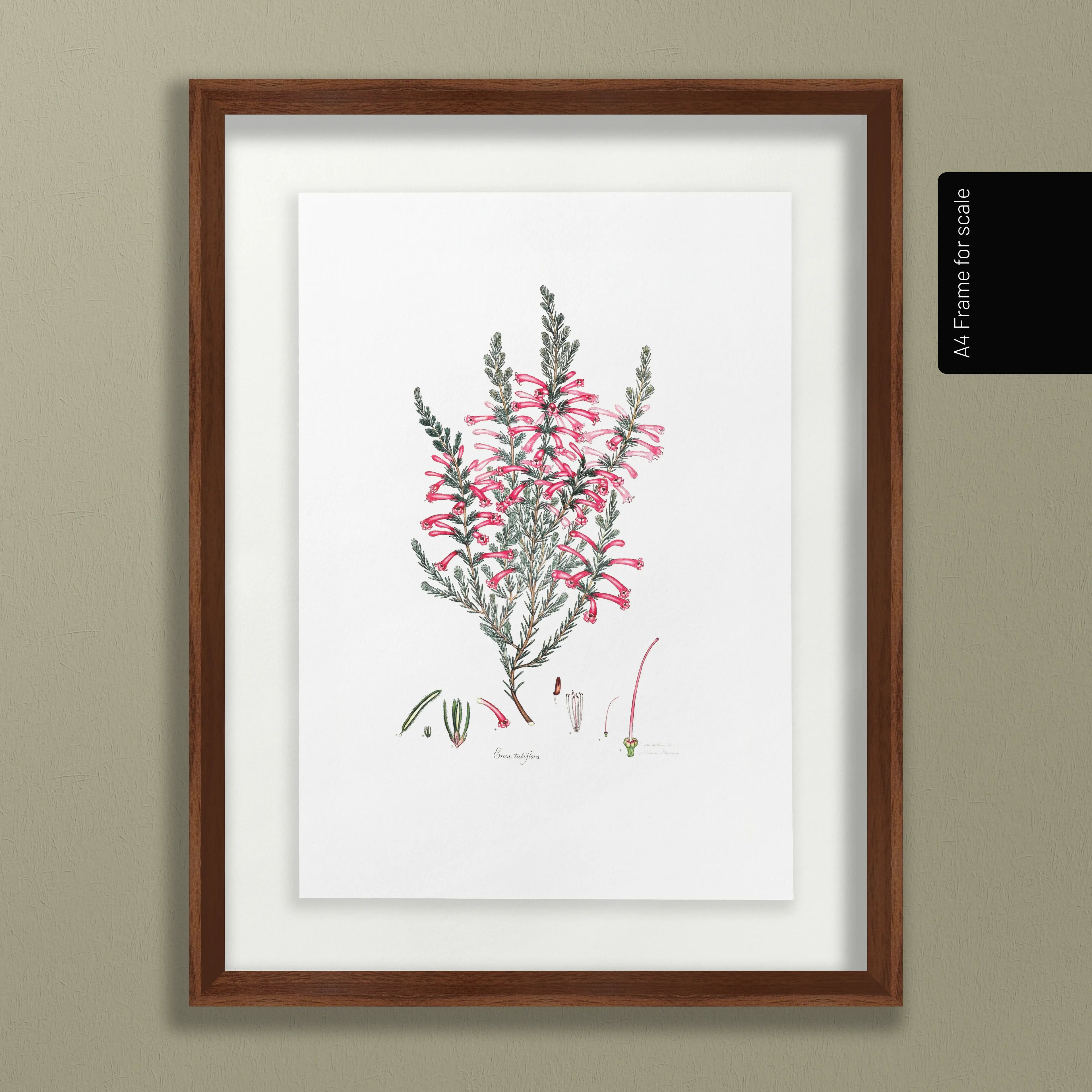 Floral: Plate No. 10