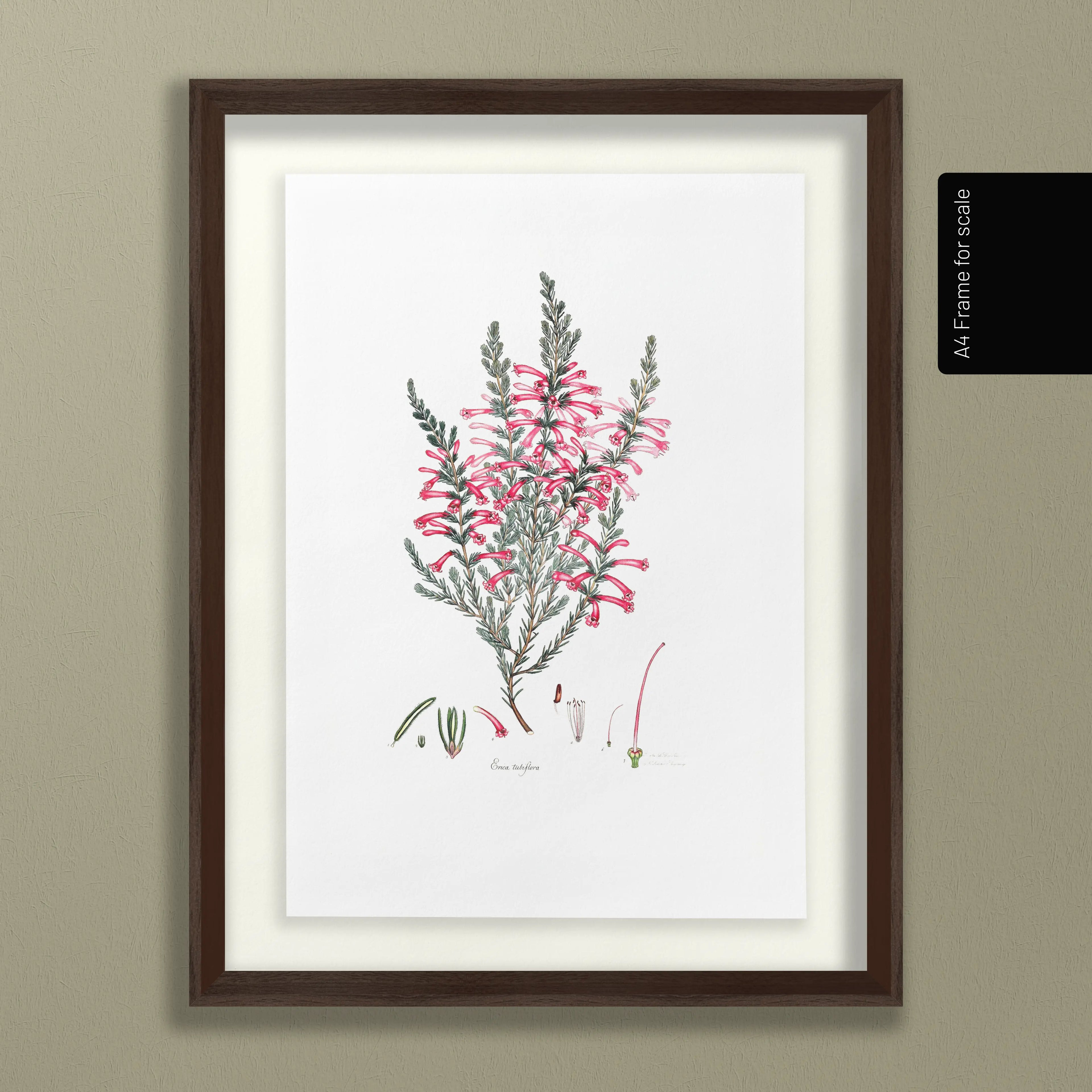 Floral: Plate No. 10