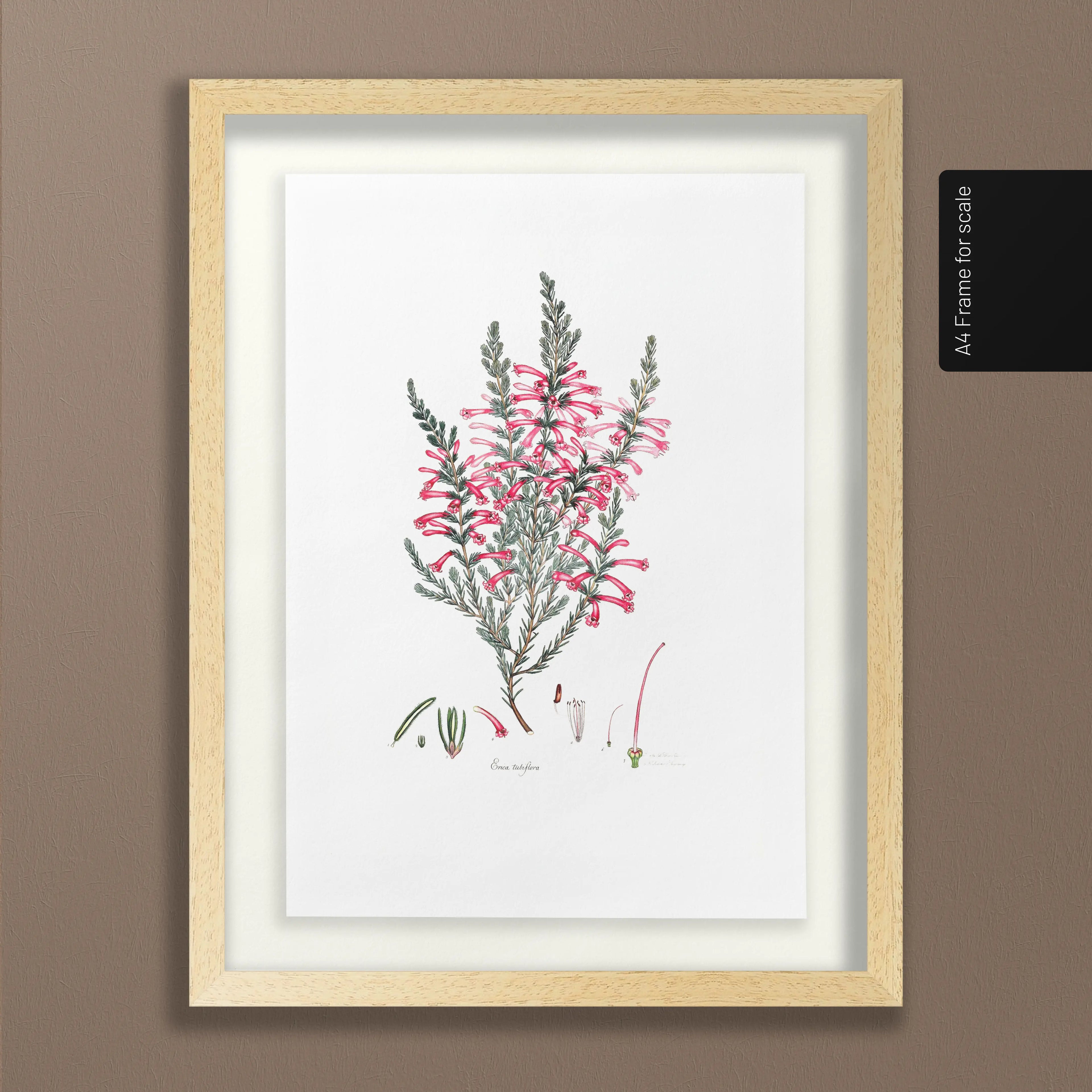 Floral: Plate No. 10
