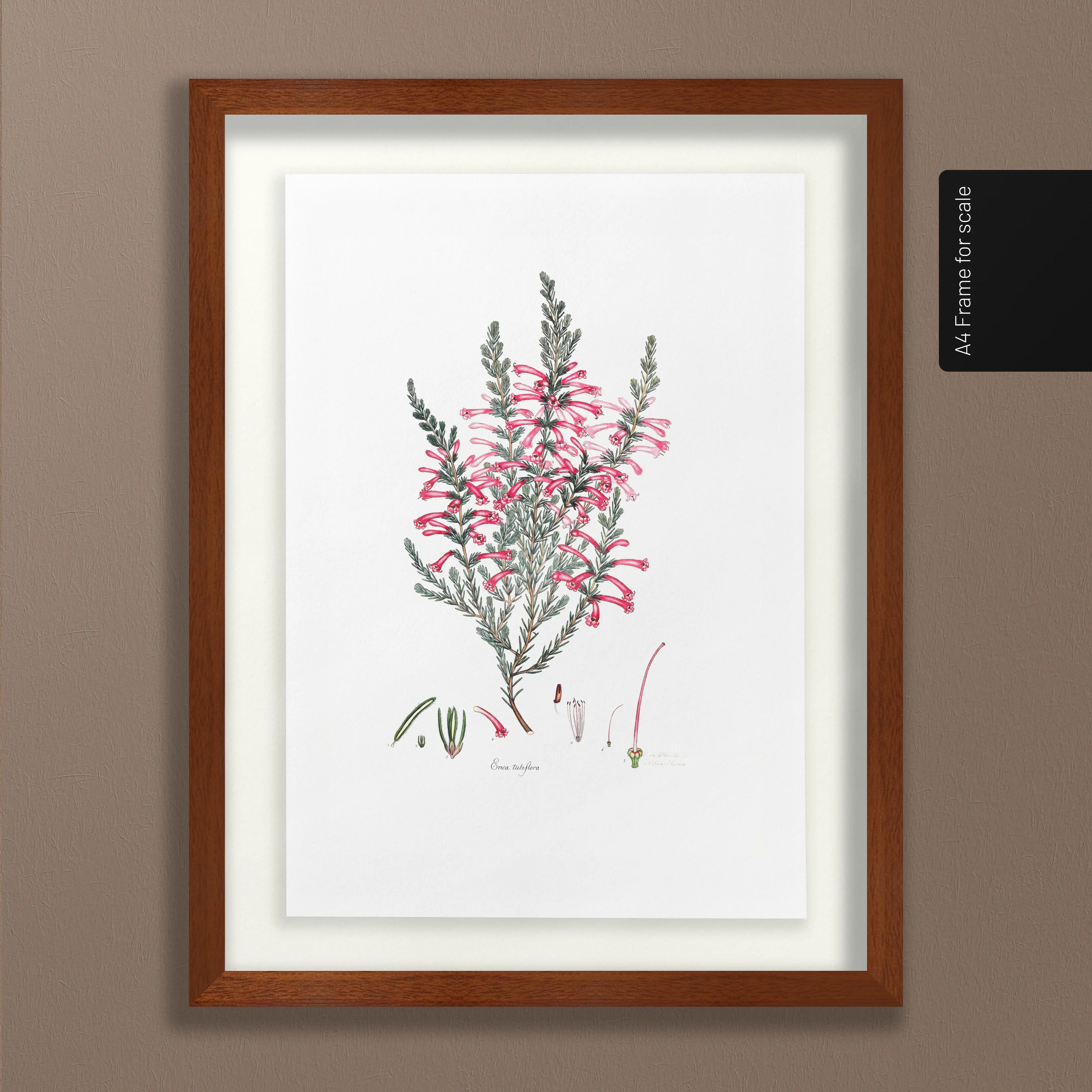 Floral: Plate No. 10