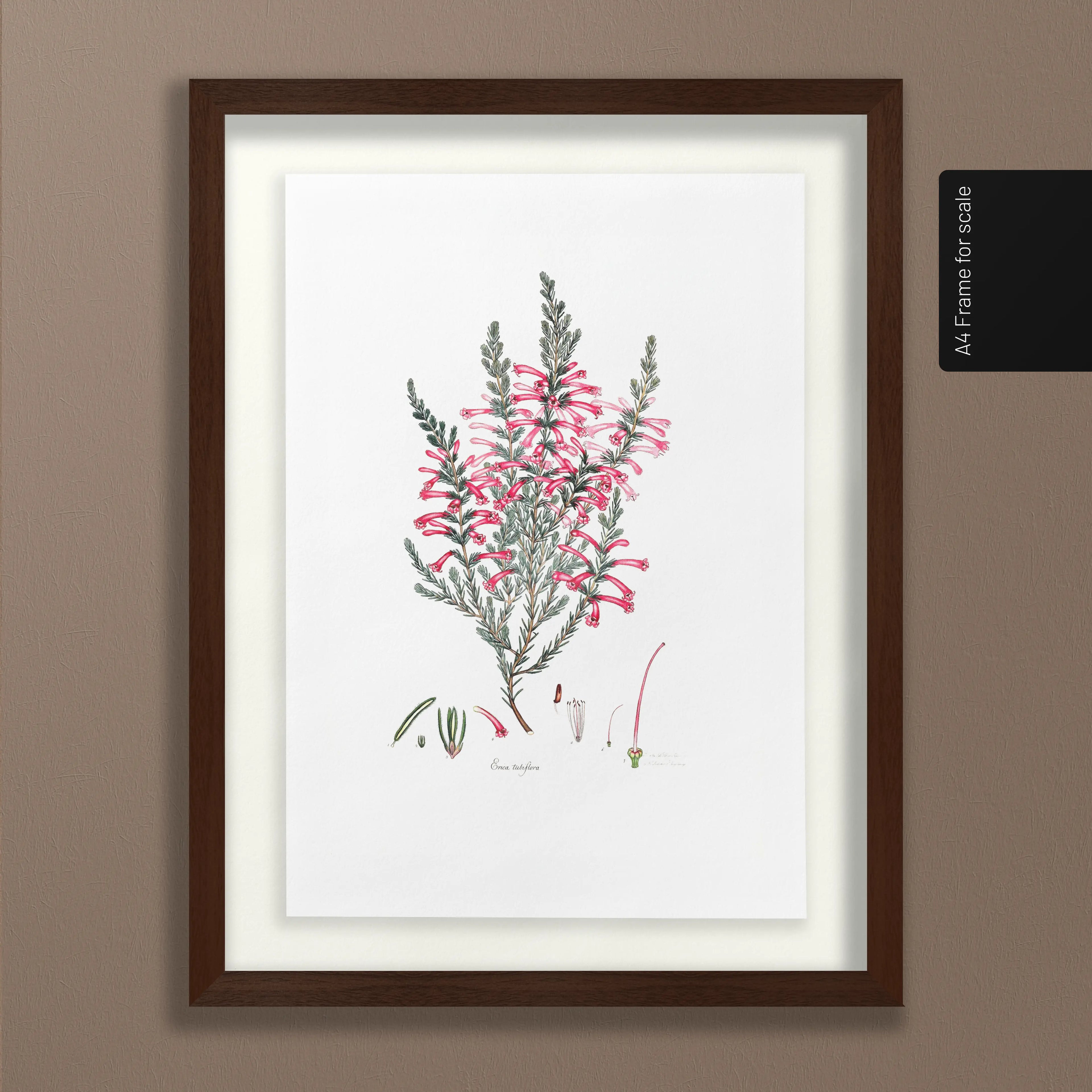 Floral: Plate No. 10