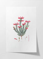 Floral: Plate No. 11