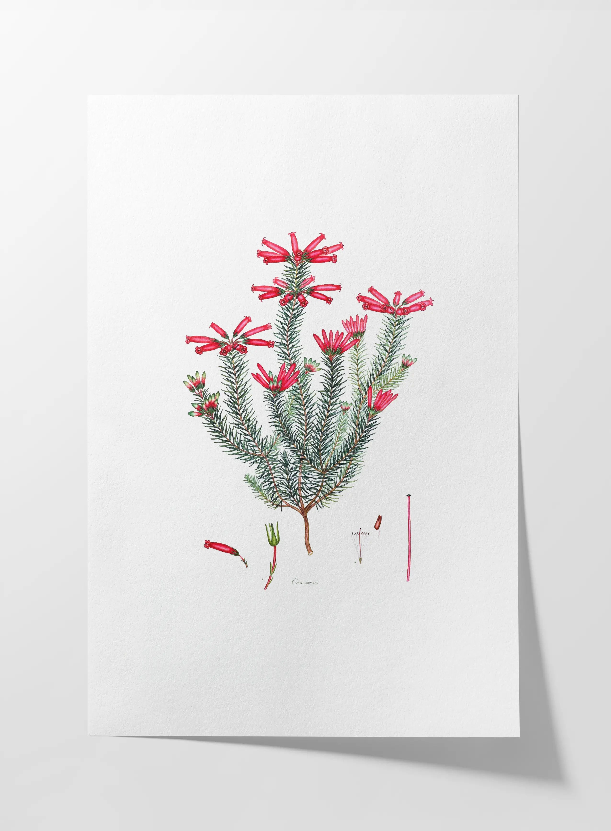 Floral: Plate No. 11