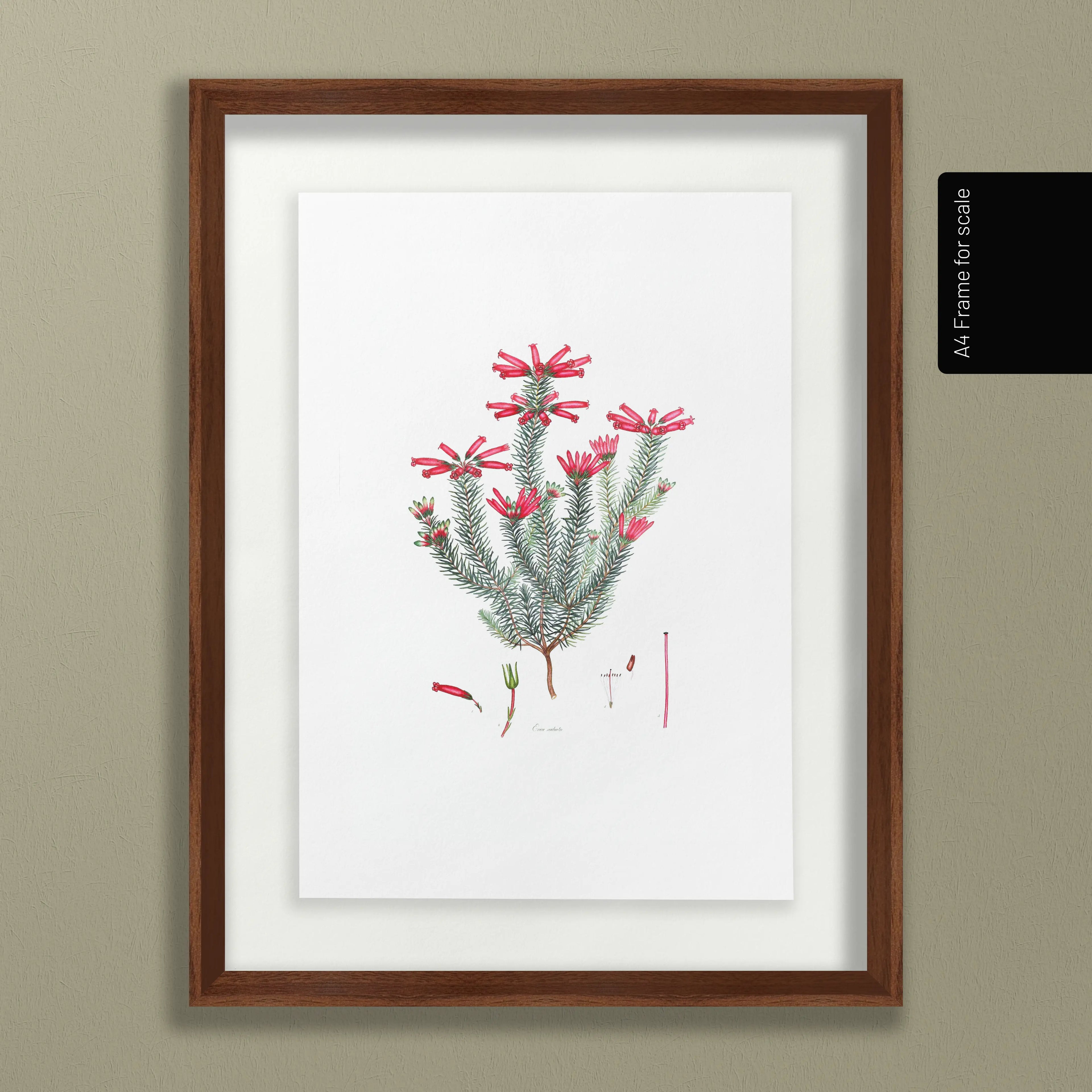 Floral: Plate No. 11