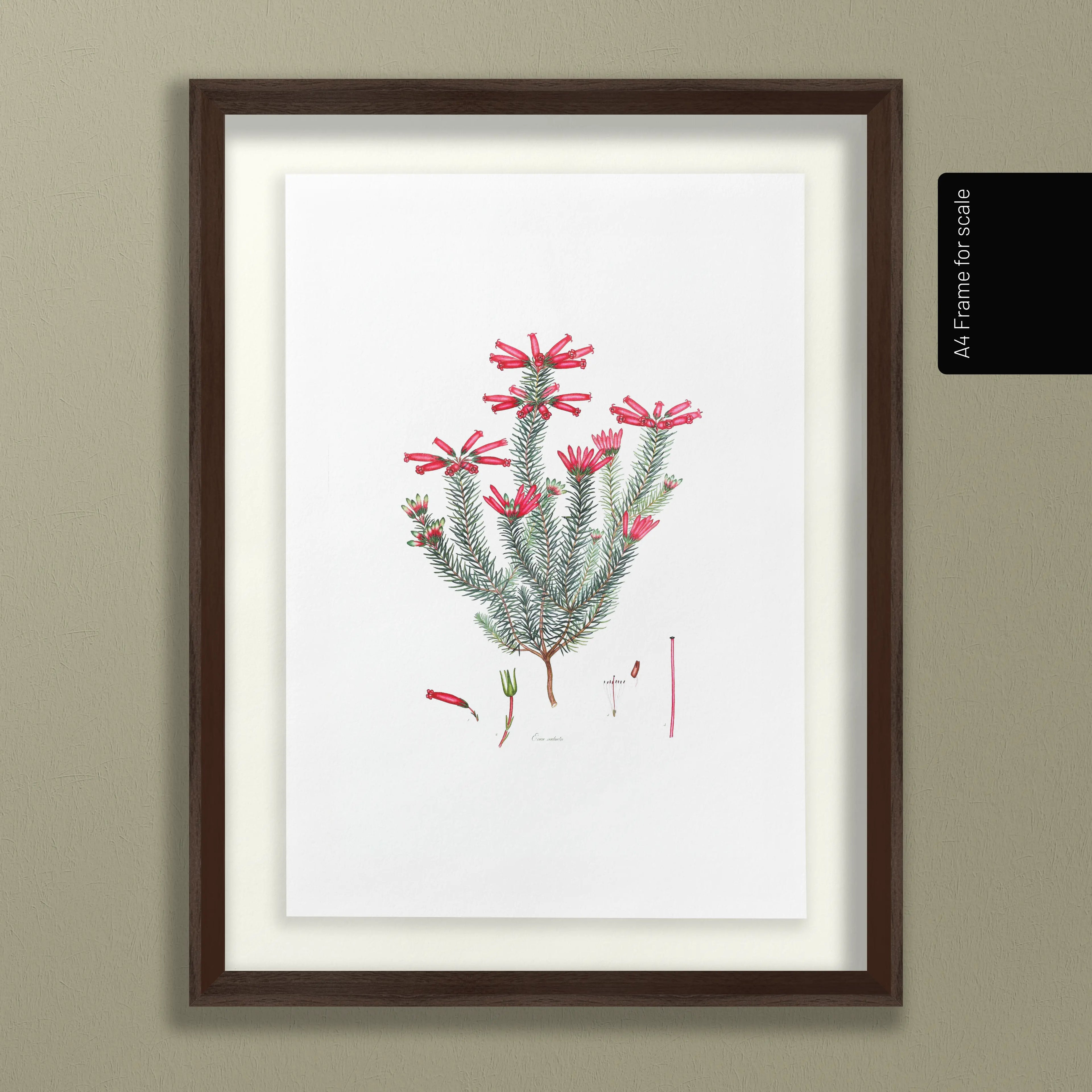 Floral: Plate No. 11