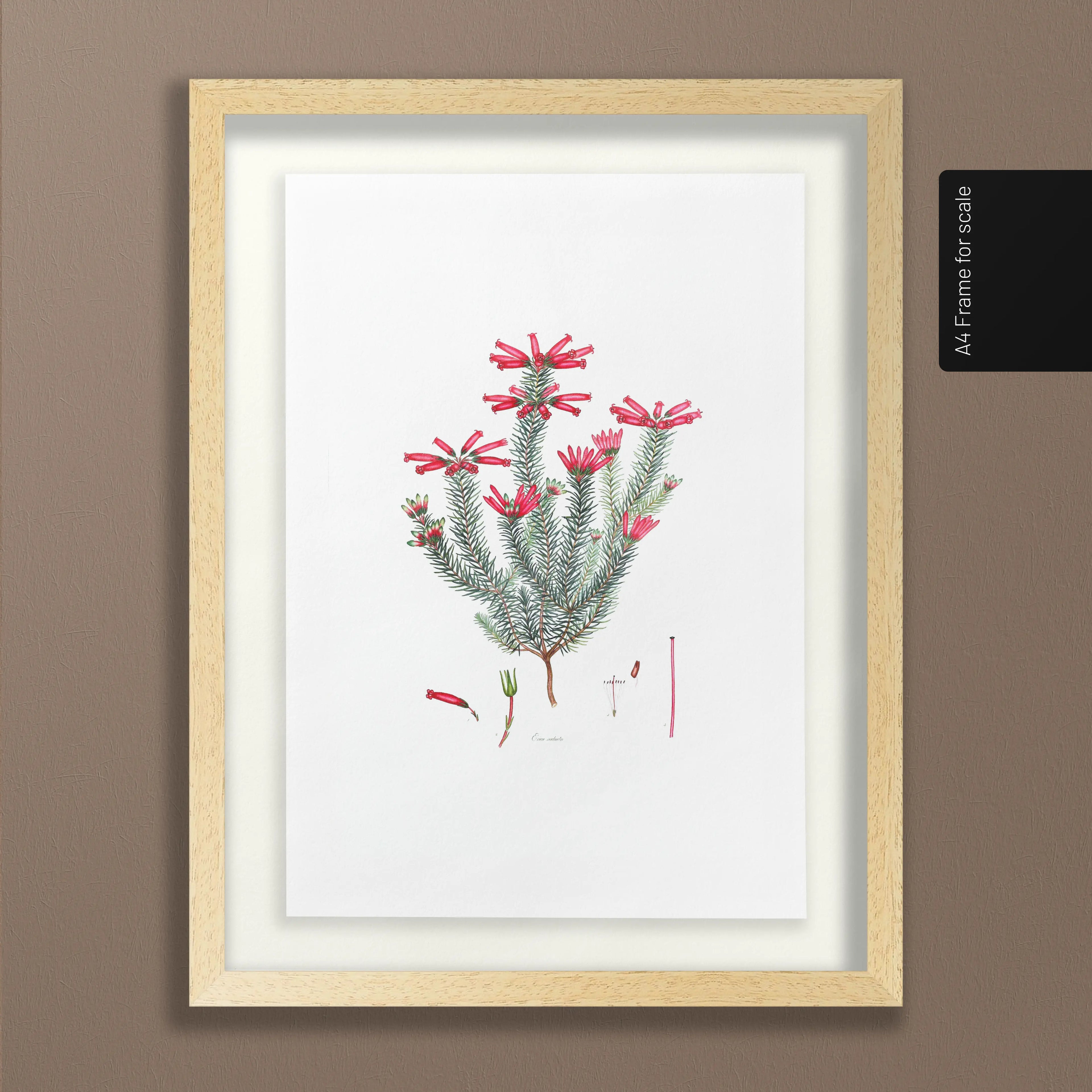 Floral: Plate No. 11