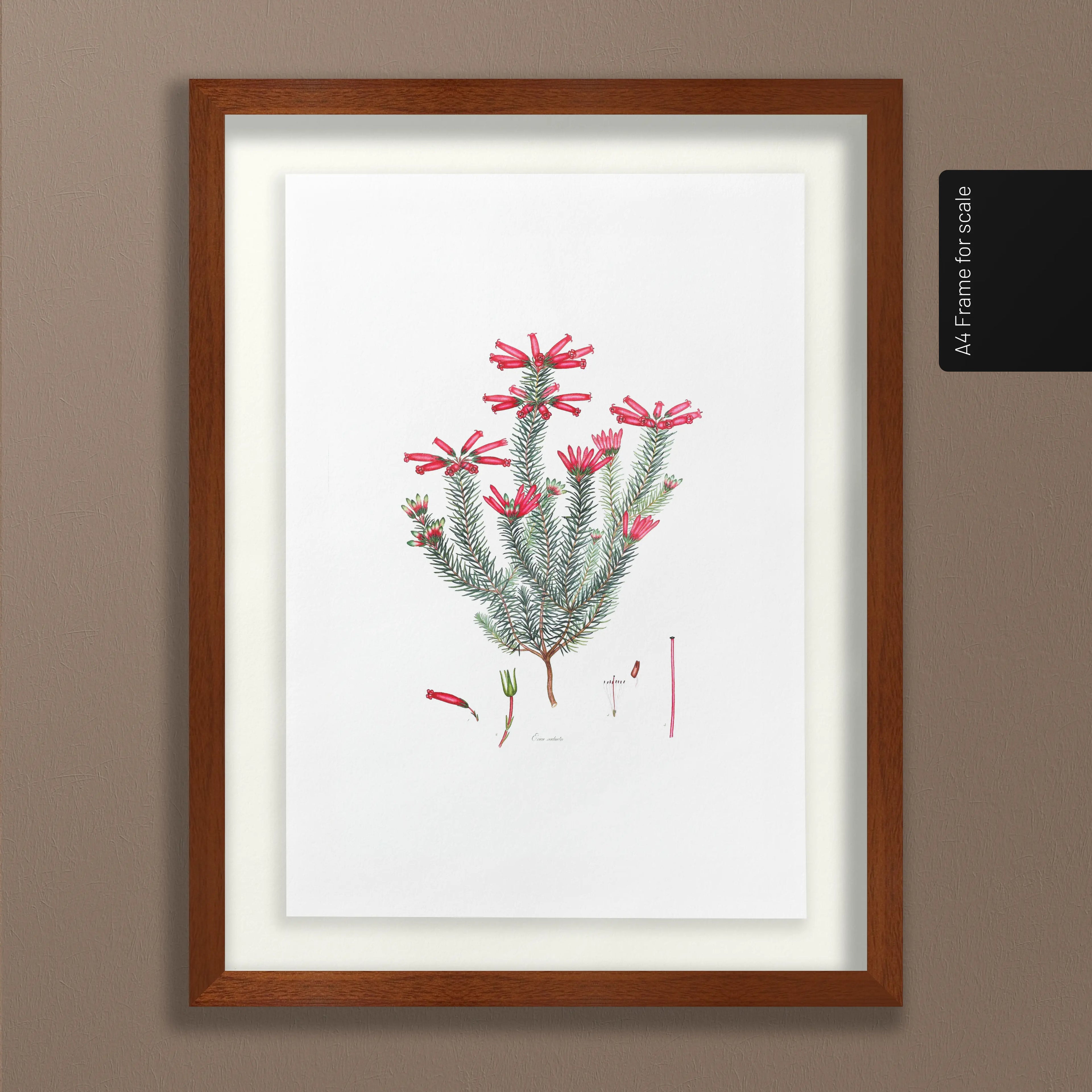 Floral: Plate No. 11