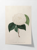 Floral: Plate No. 12