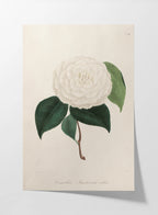 Floral: Plate No. 12
