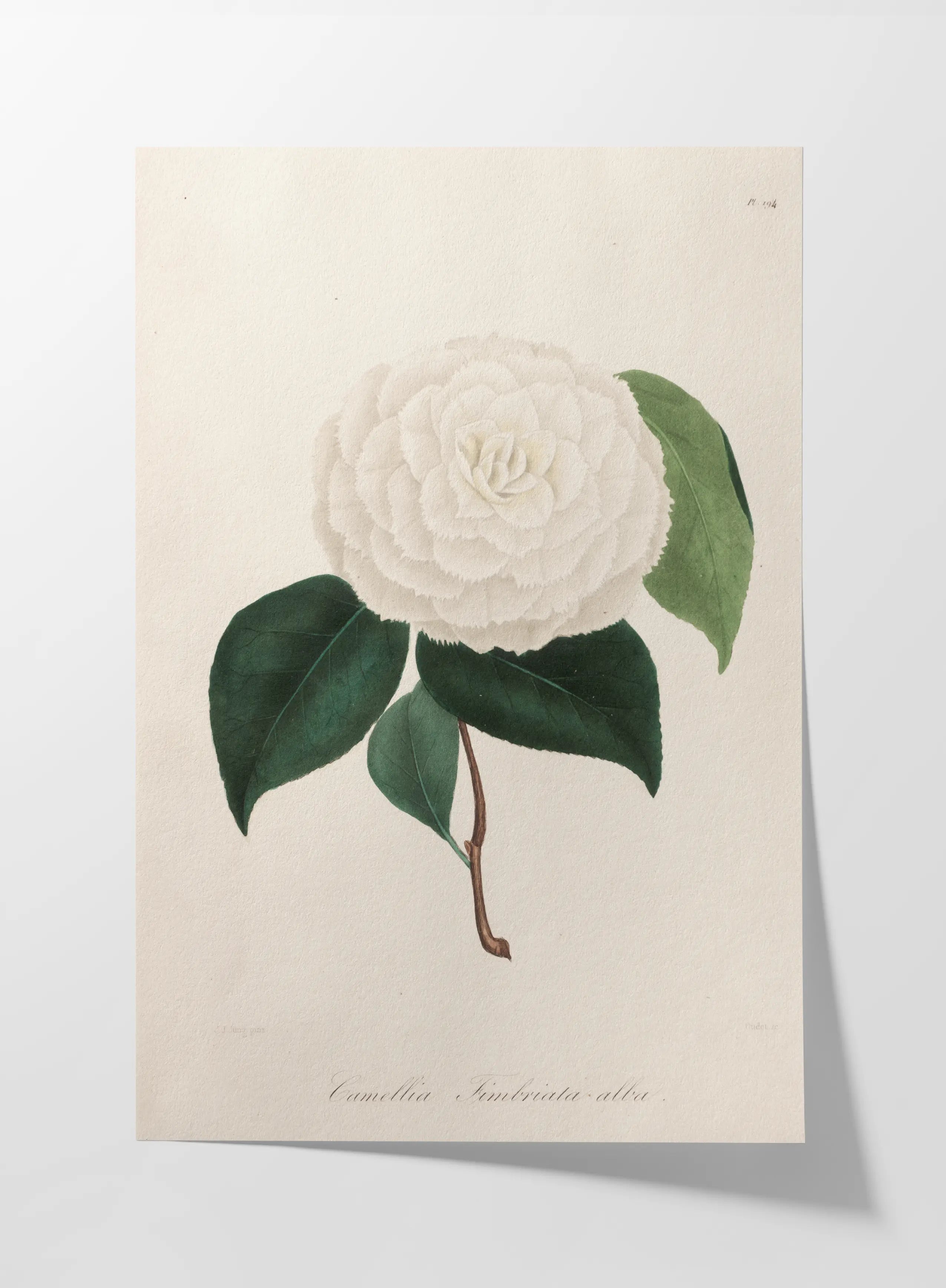 Floral: Plate No. 12