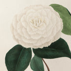 Floral: Plate No. 12