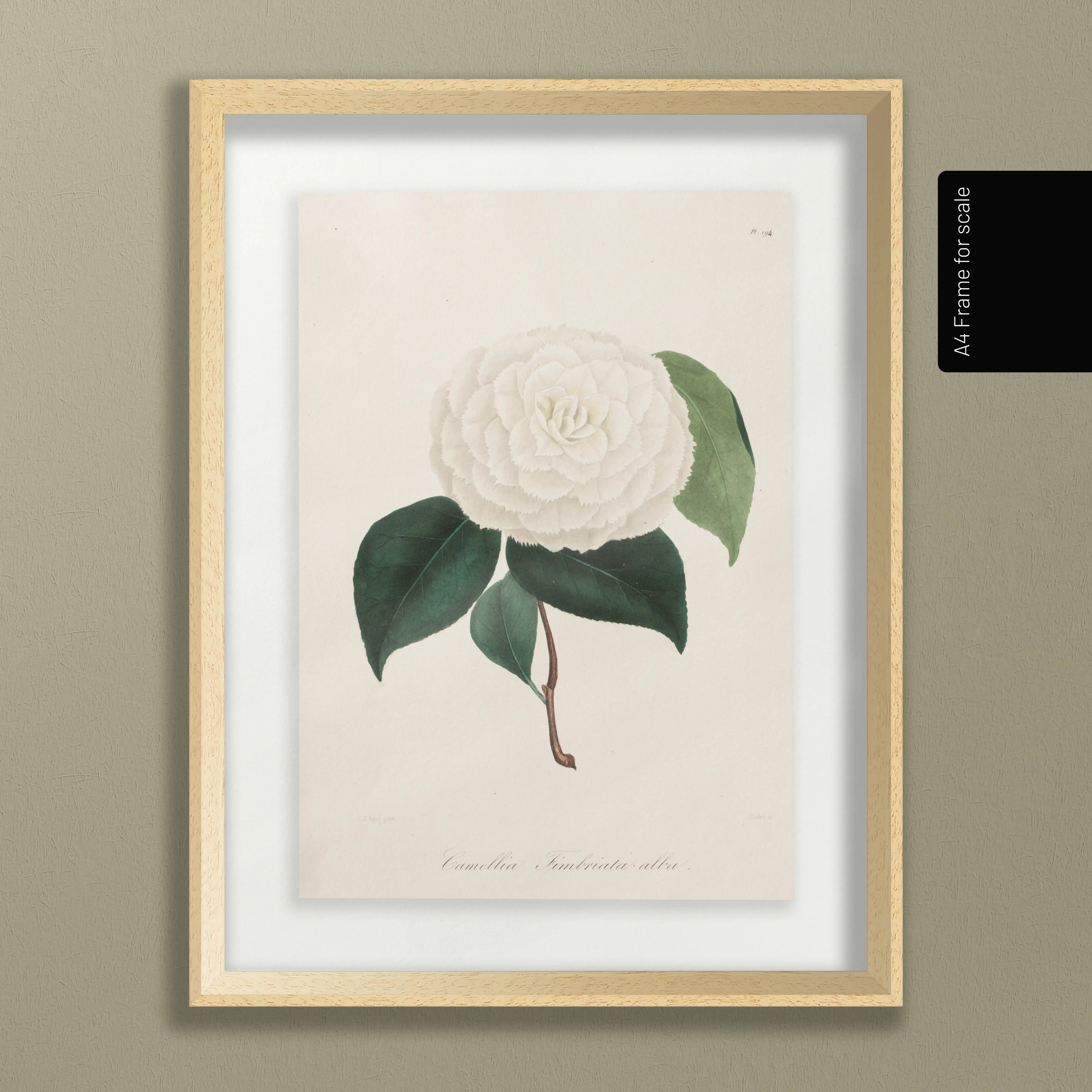 Floral: Plate No. 12