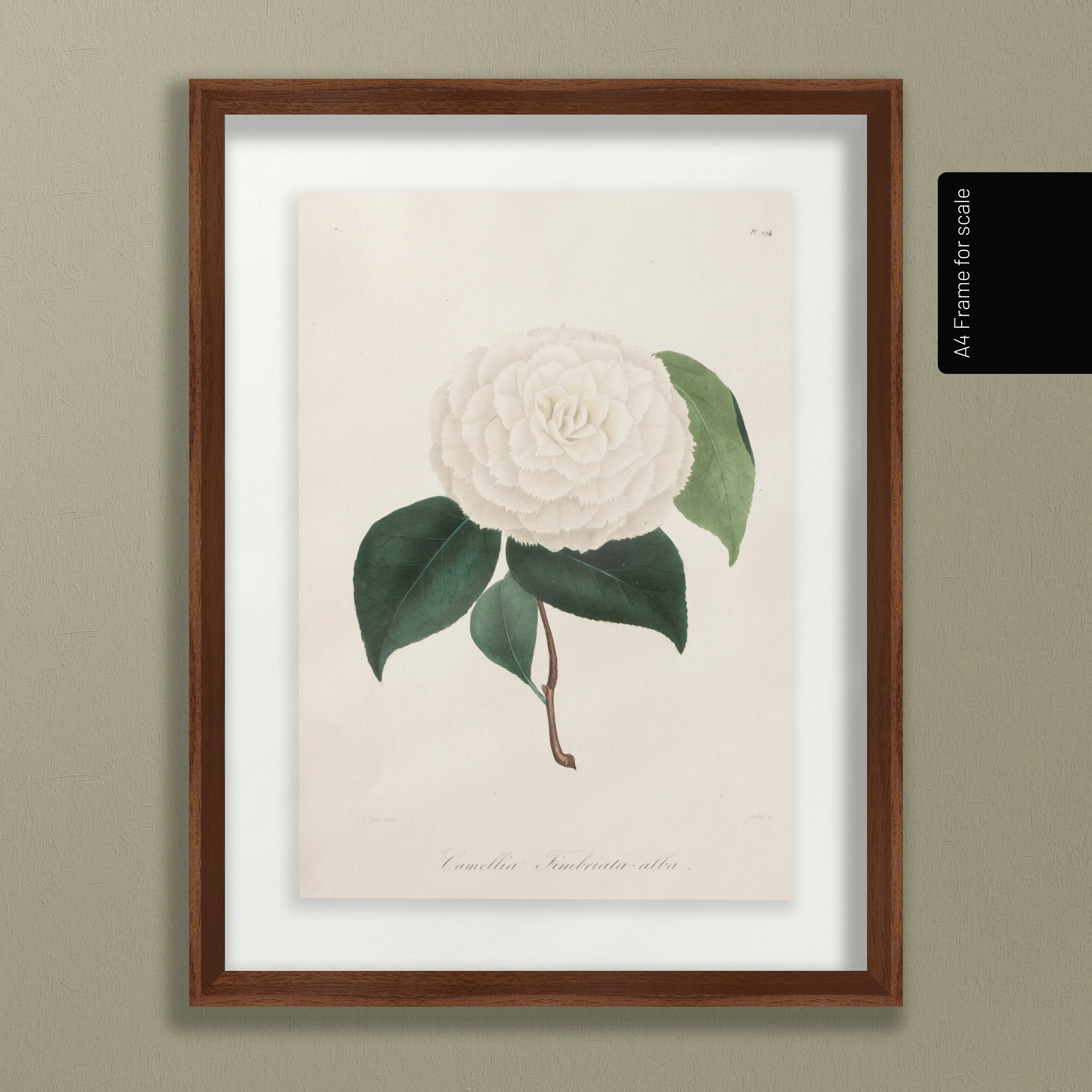 Floral: Plate No. 12