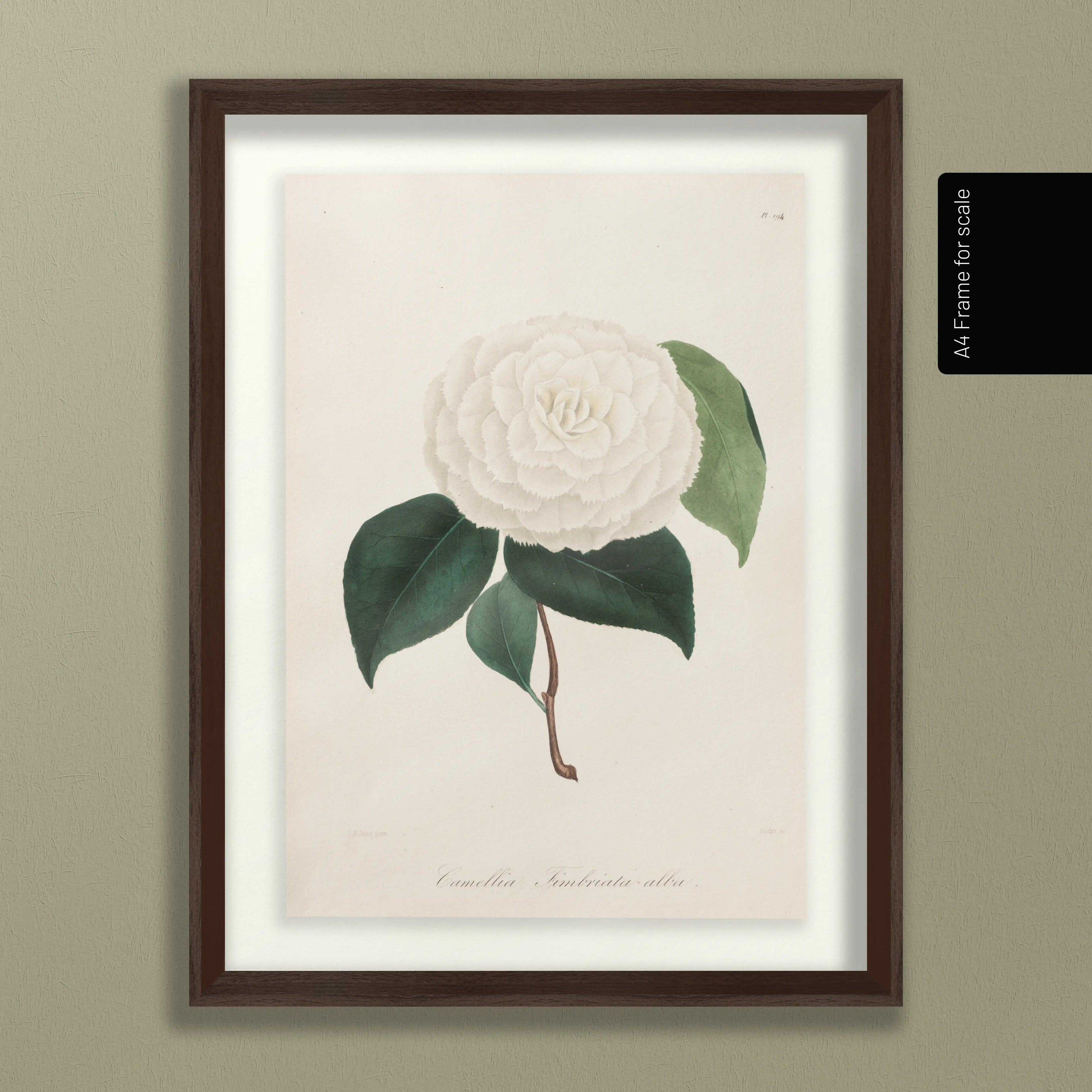 Floral: Plate No. 12