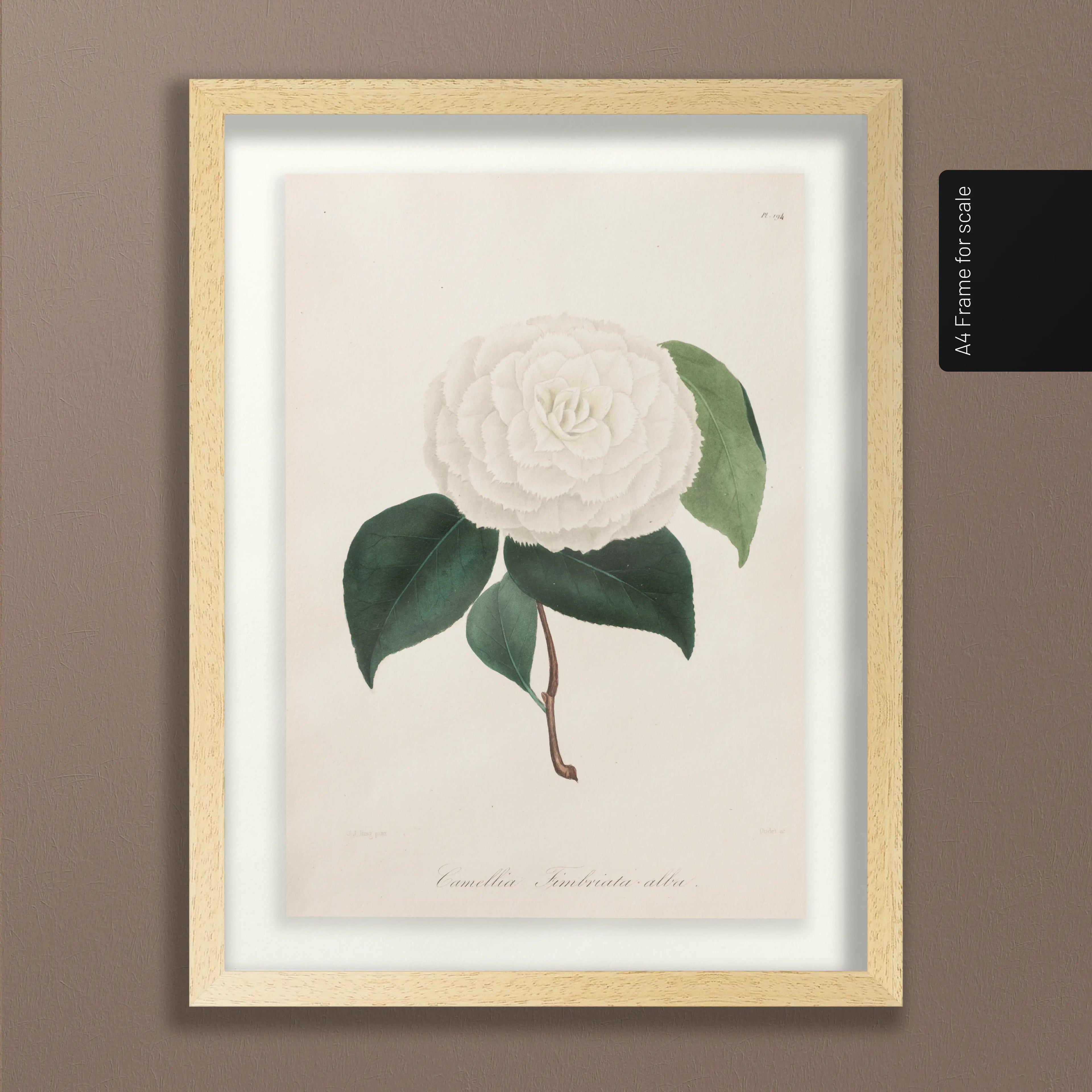 Floral: Plate No. 12