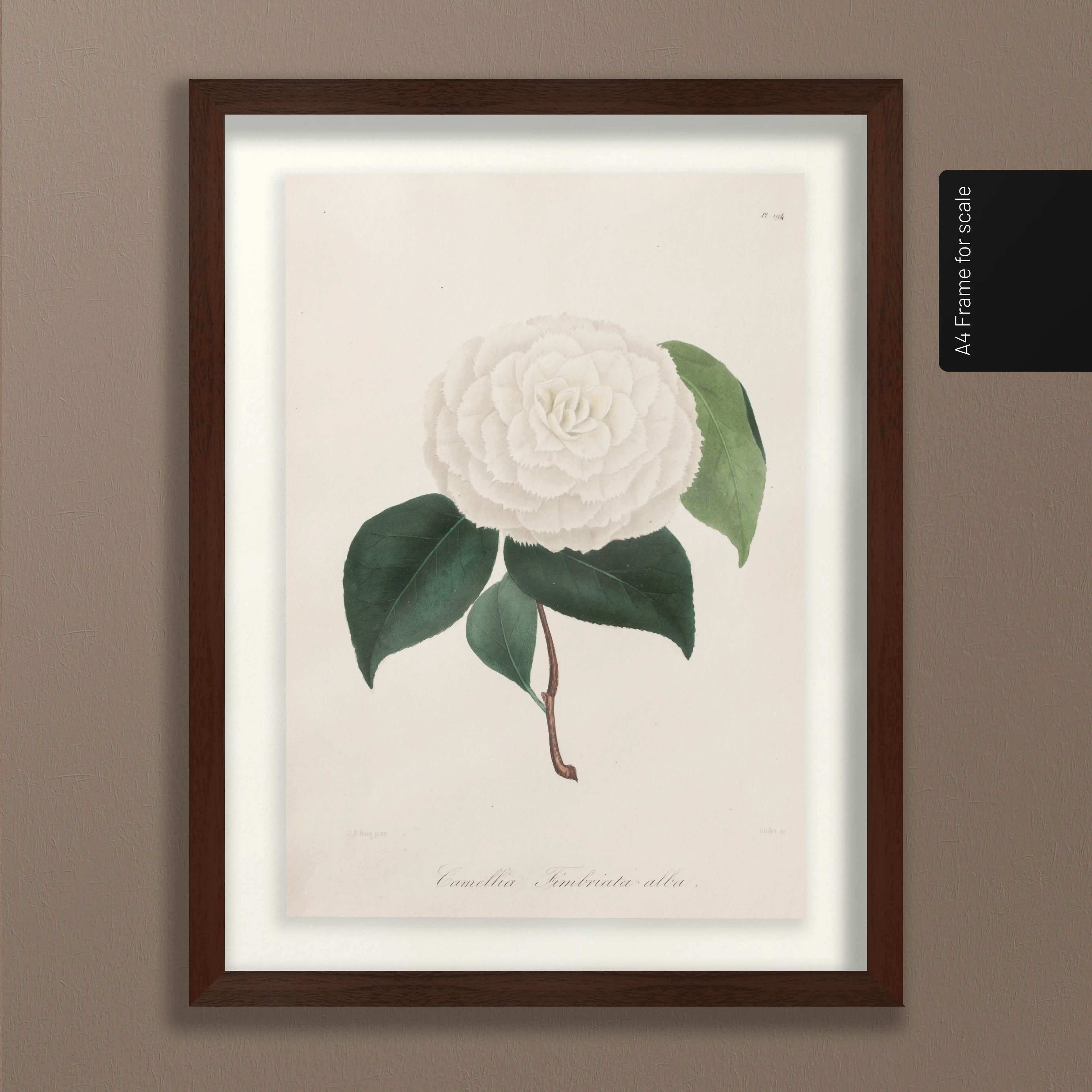 Floral: Plate No. 12