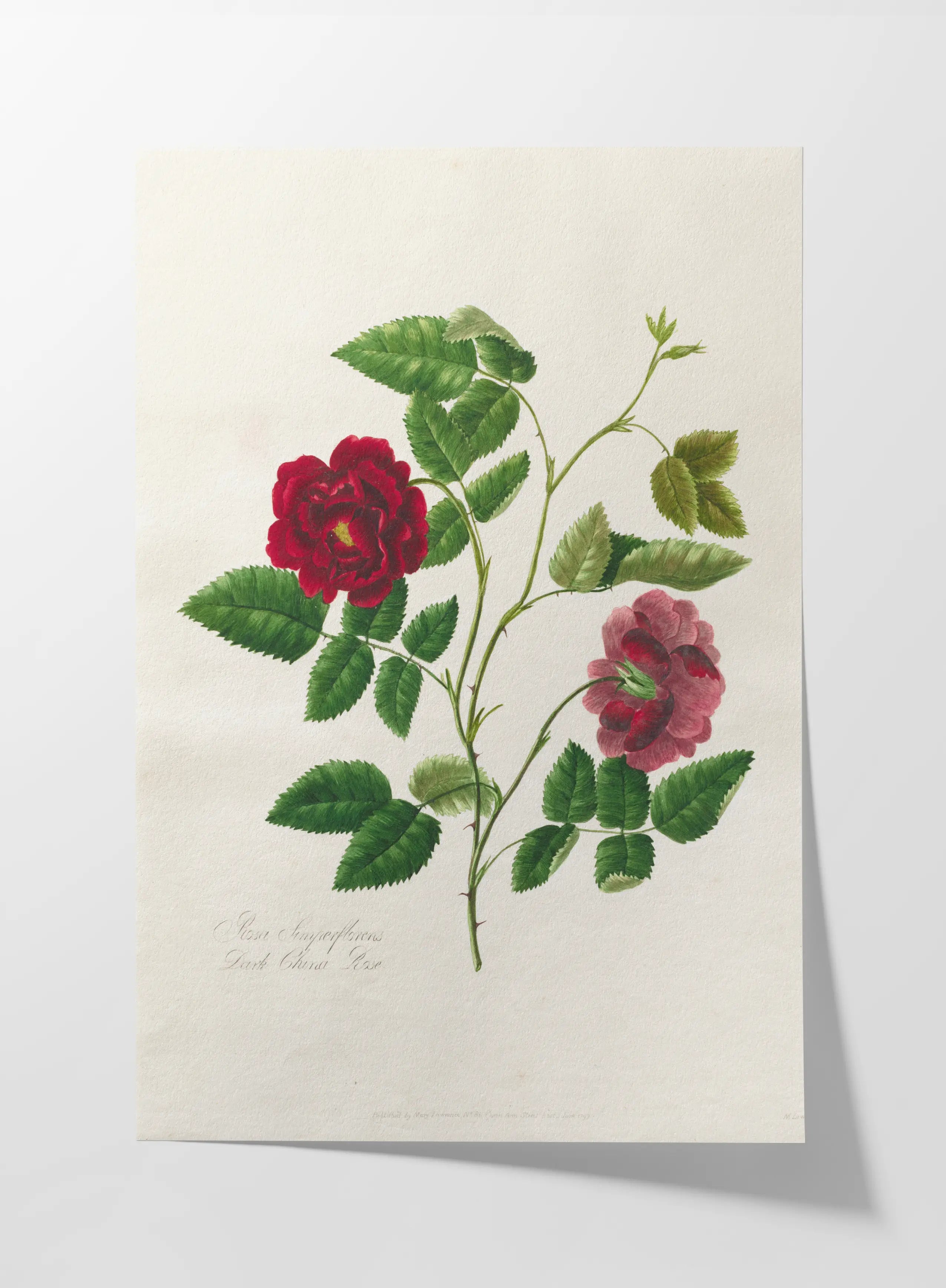 Floral: Plate No. 13