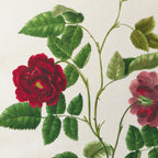 Floral: Plate No. 13