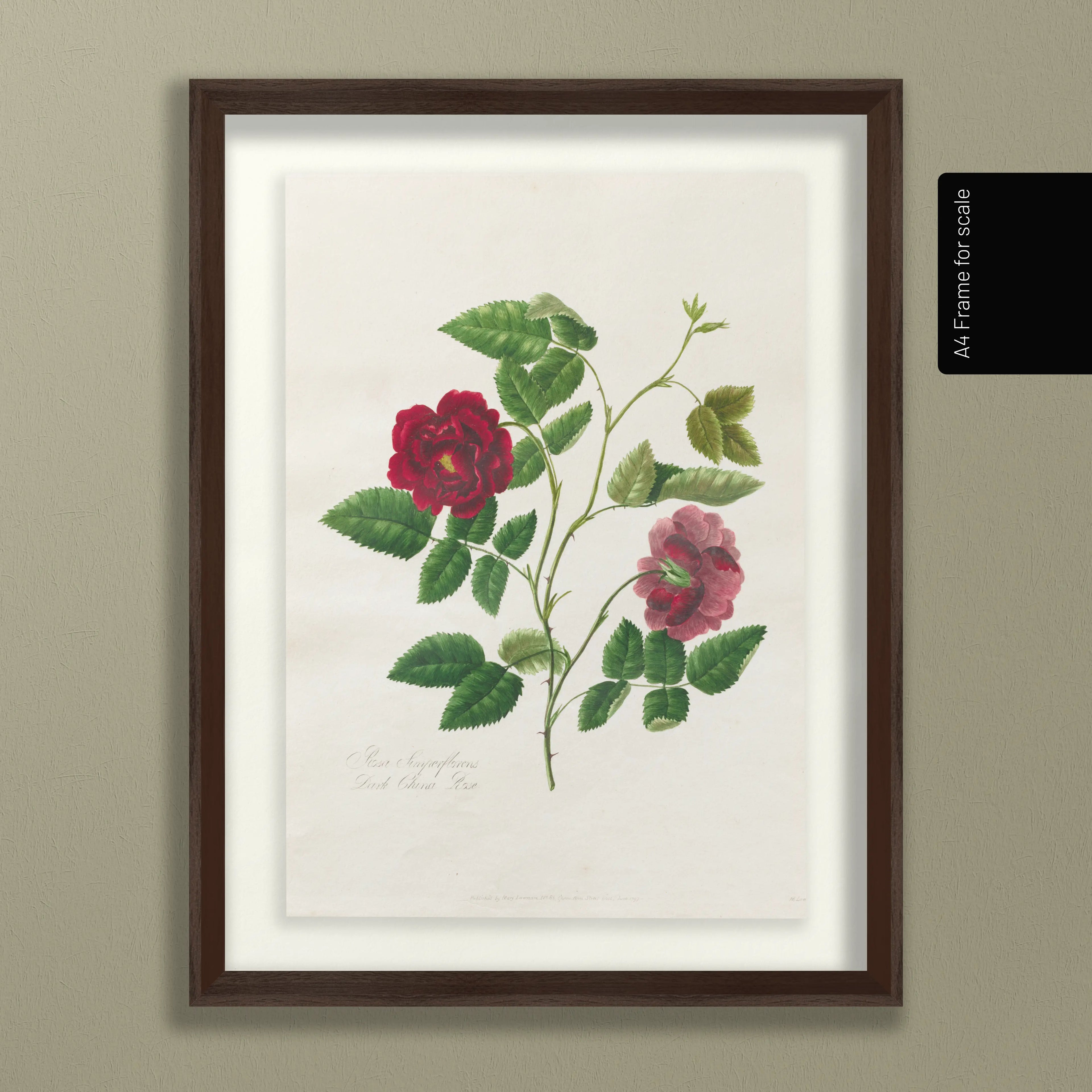 Floral: Plate No. 13