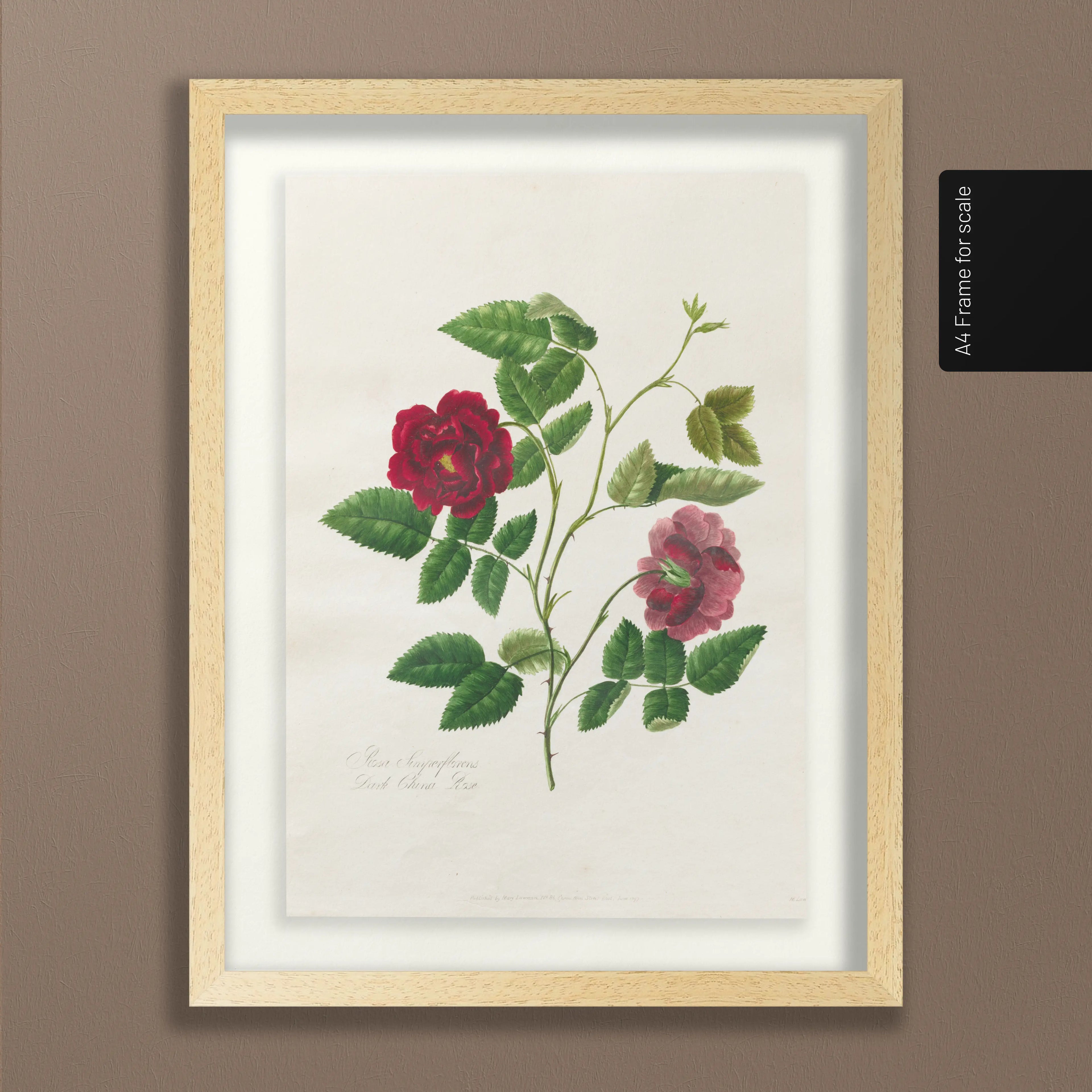 Floral: Plate No. 13