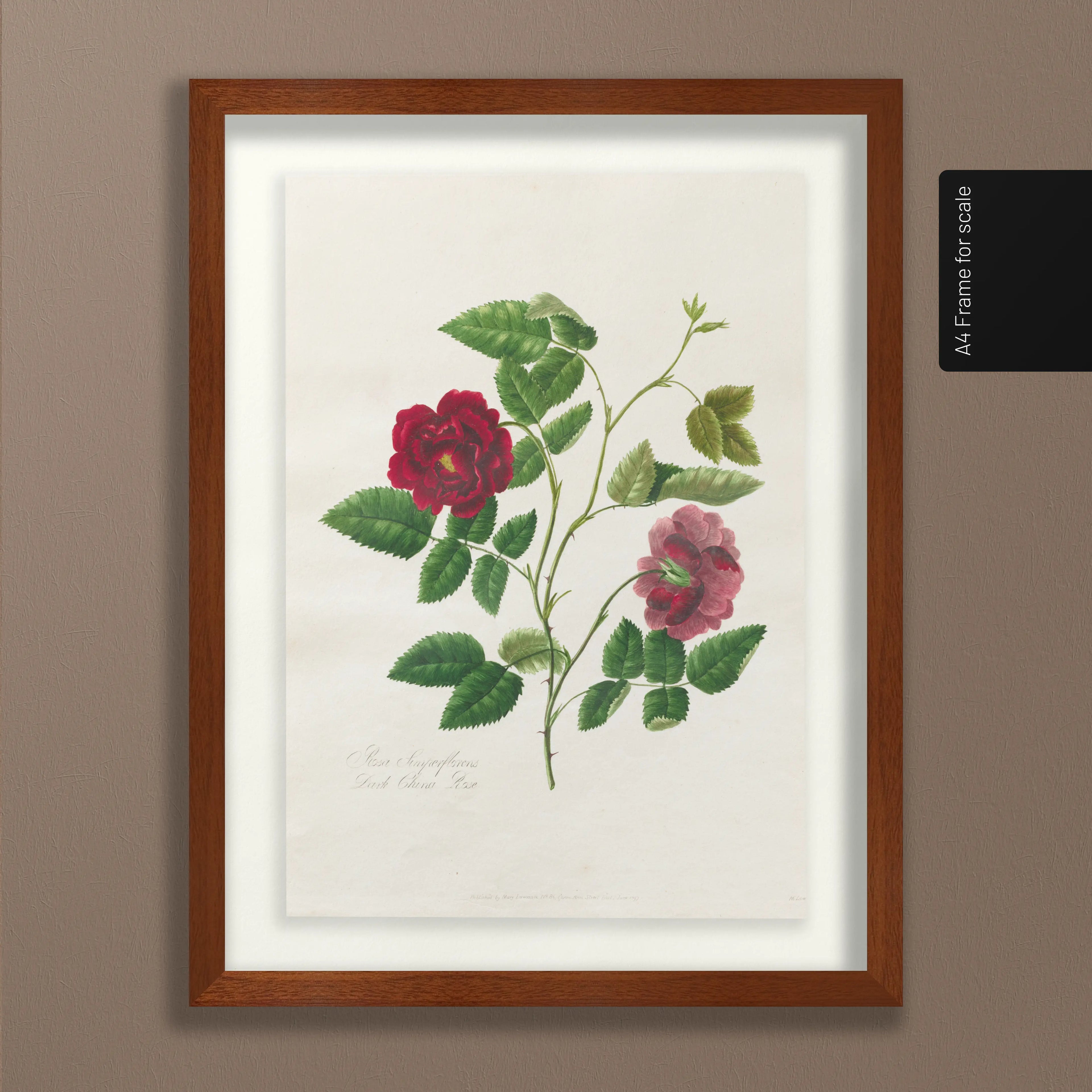 Floral: Plate No. 13