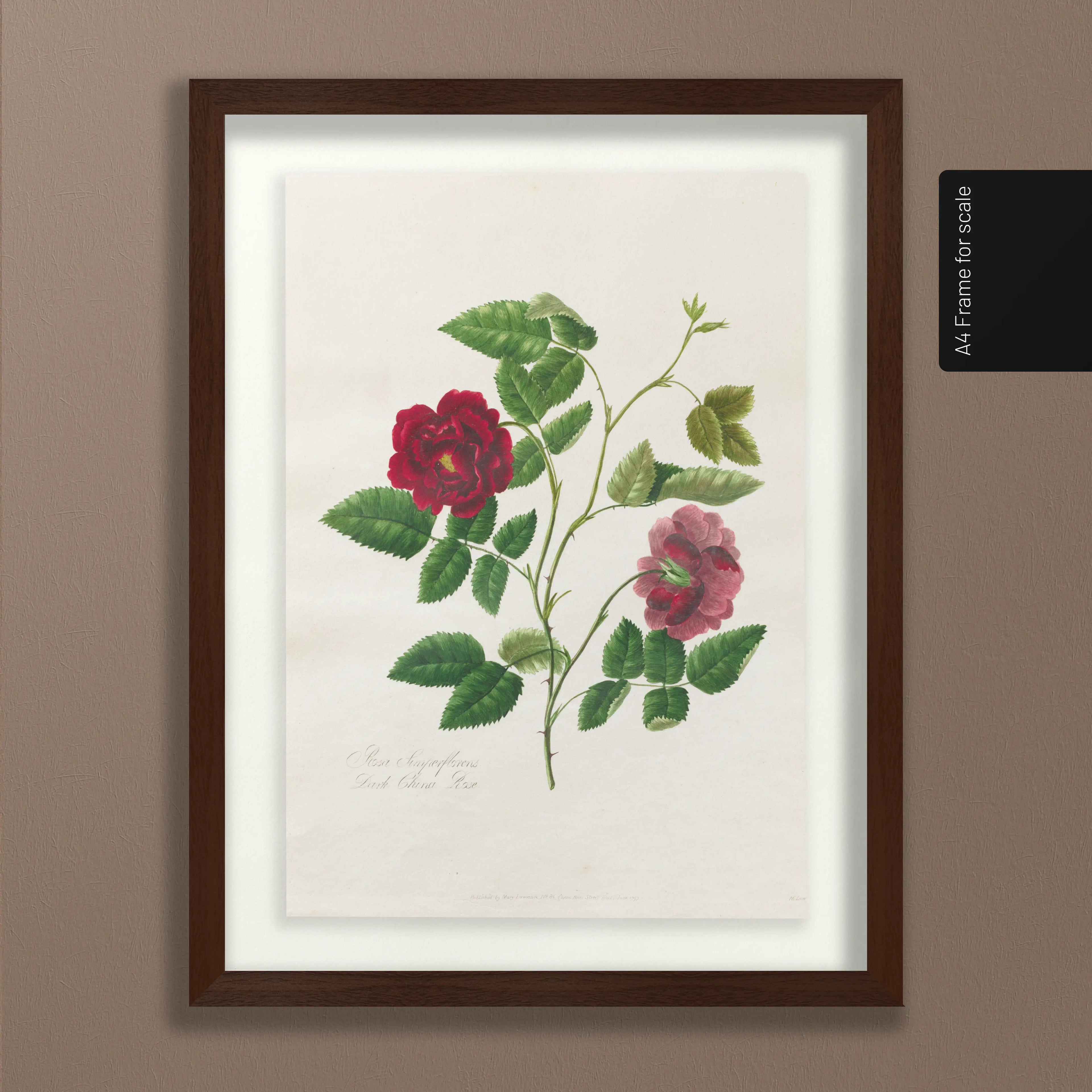 Floral: Plate No. 13