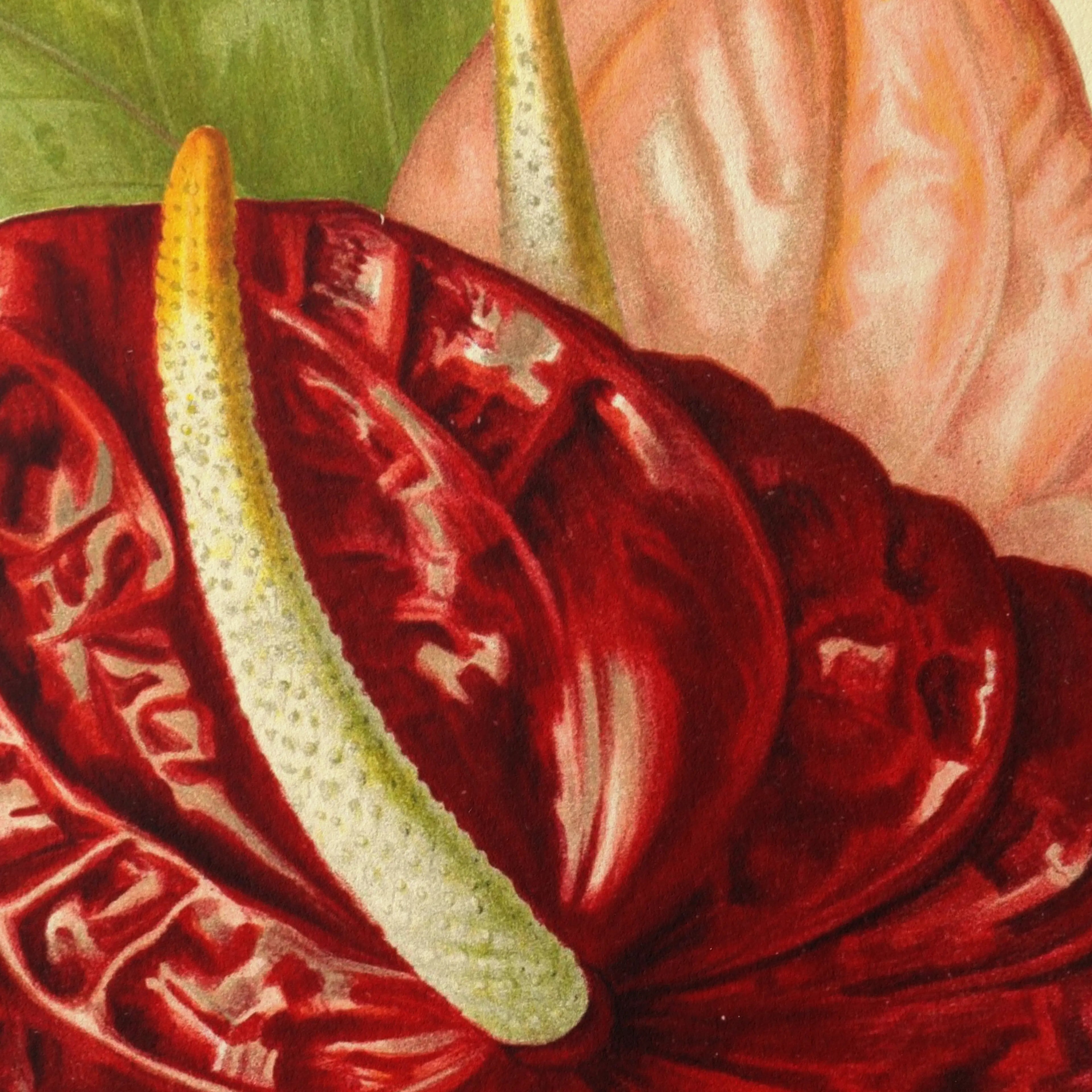 Floral: Plate No. 15