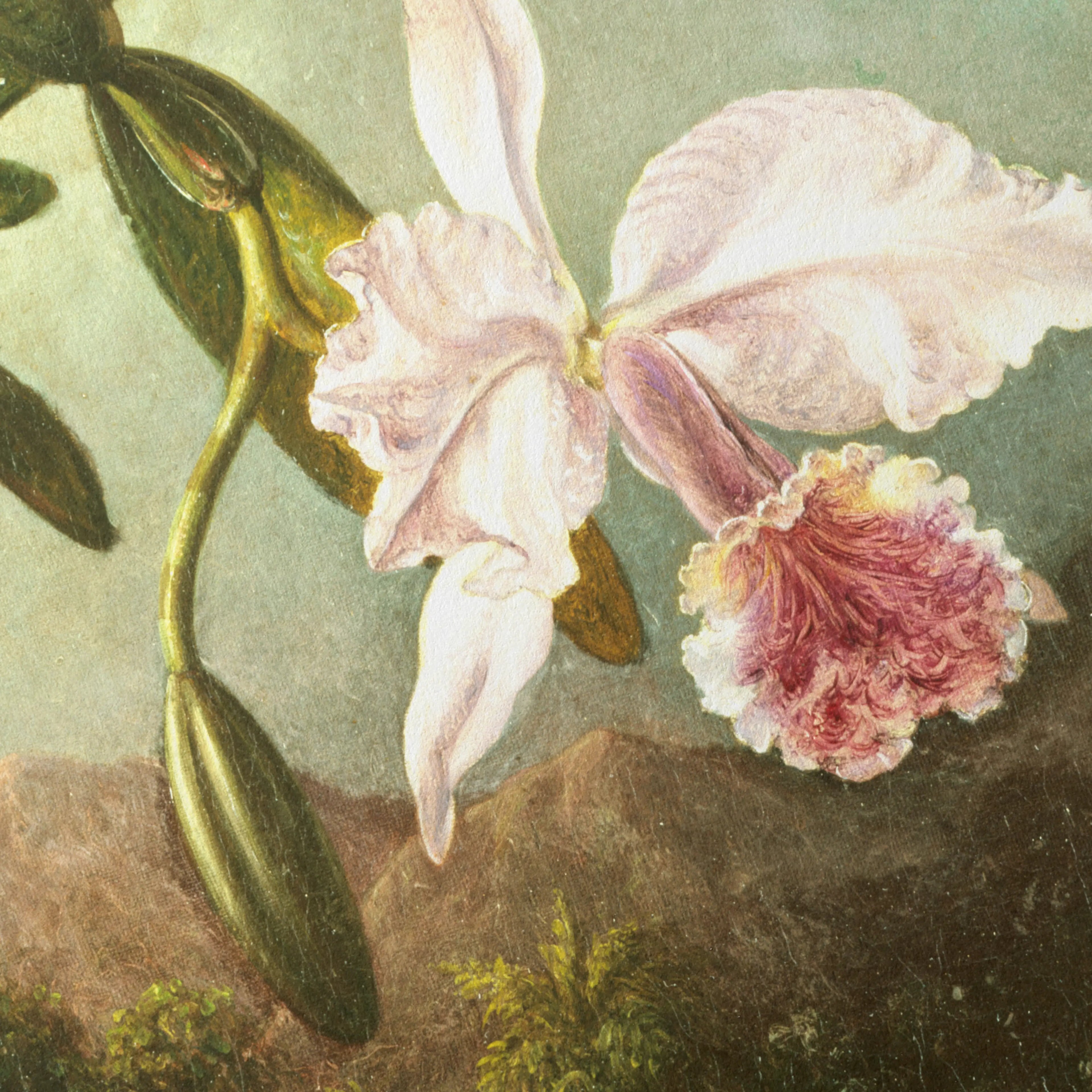 Floral: Plate No. 16