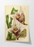 Floral: Plate No. 17