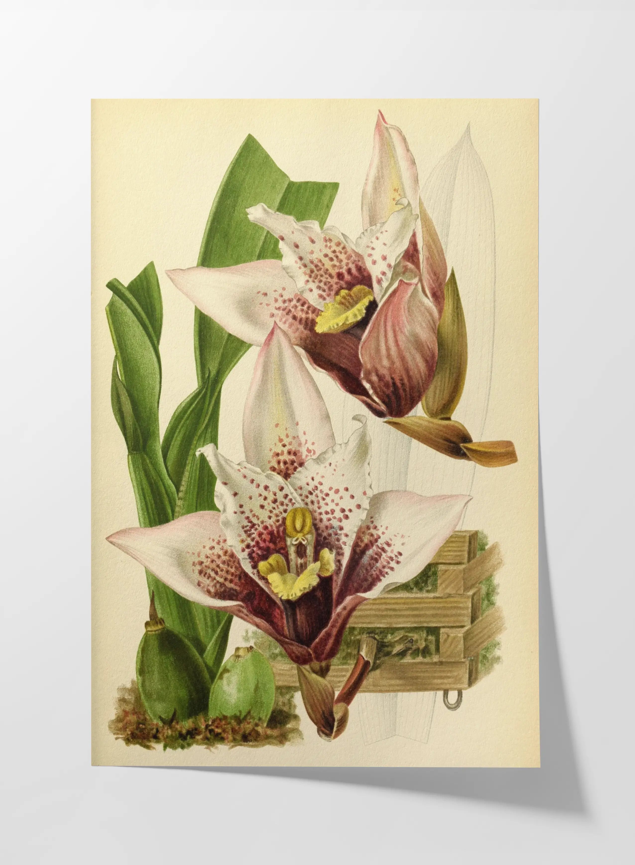 Floral: Plate No. 17