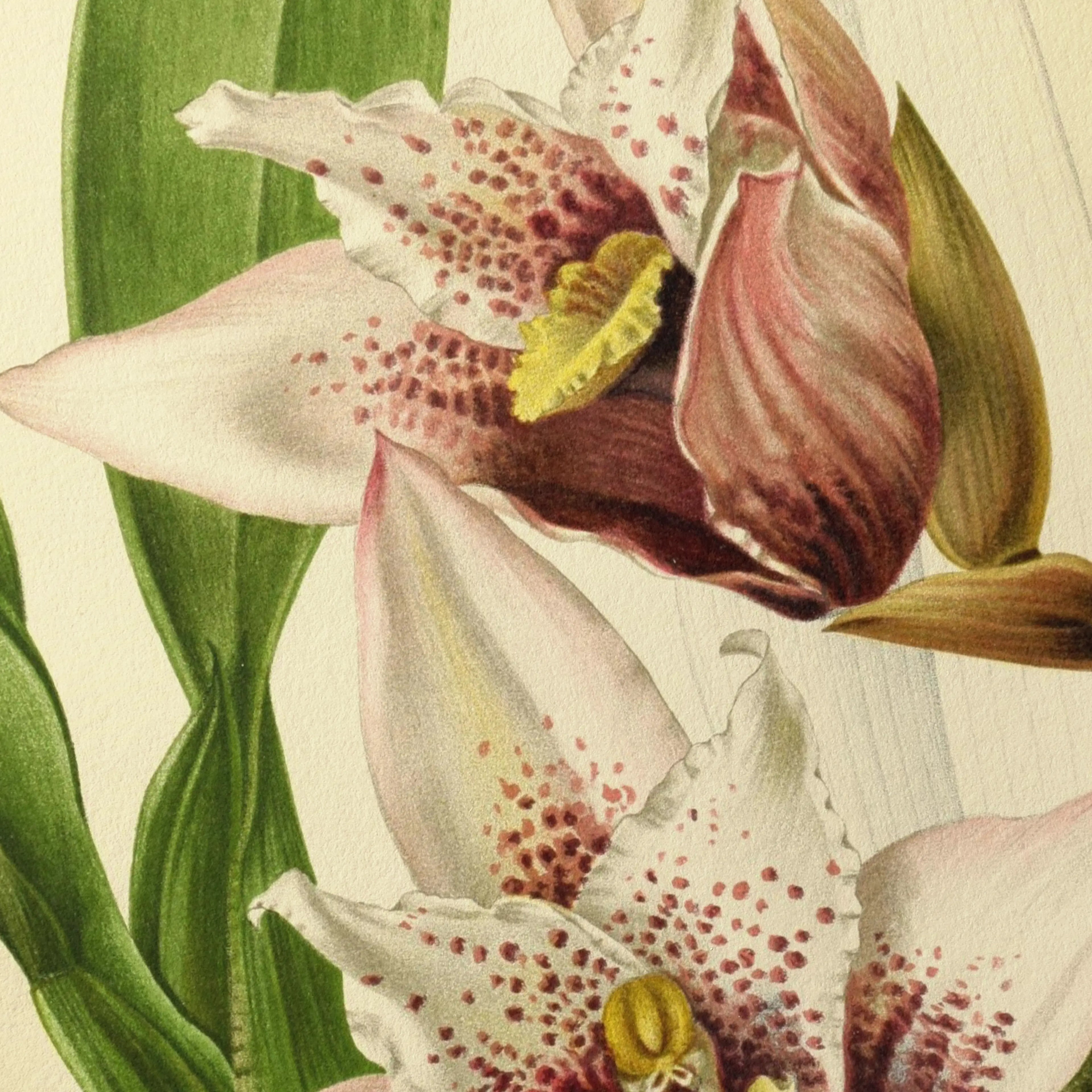Floral: Plate No. 17