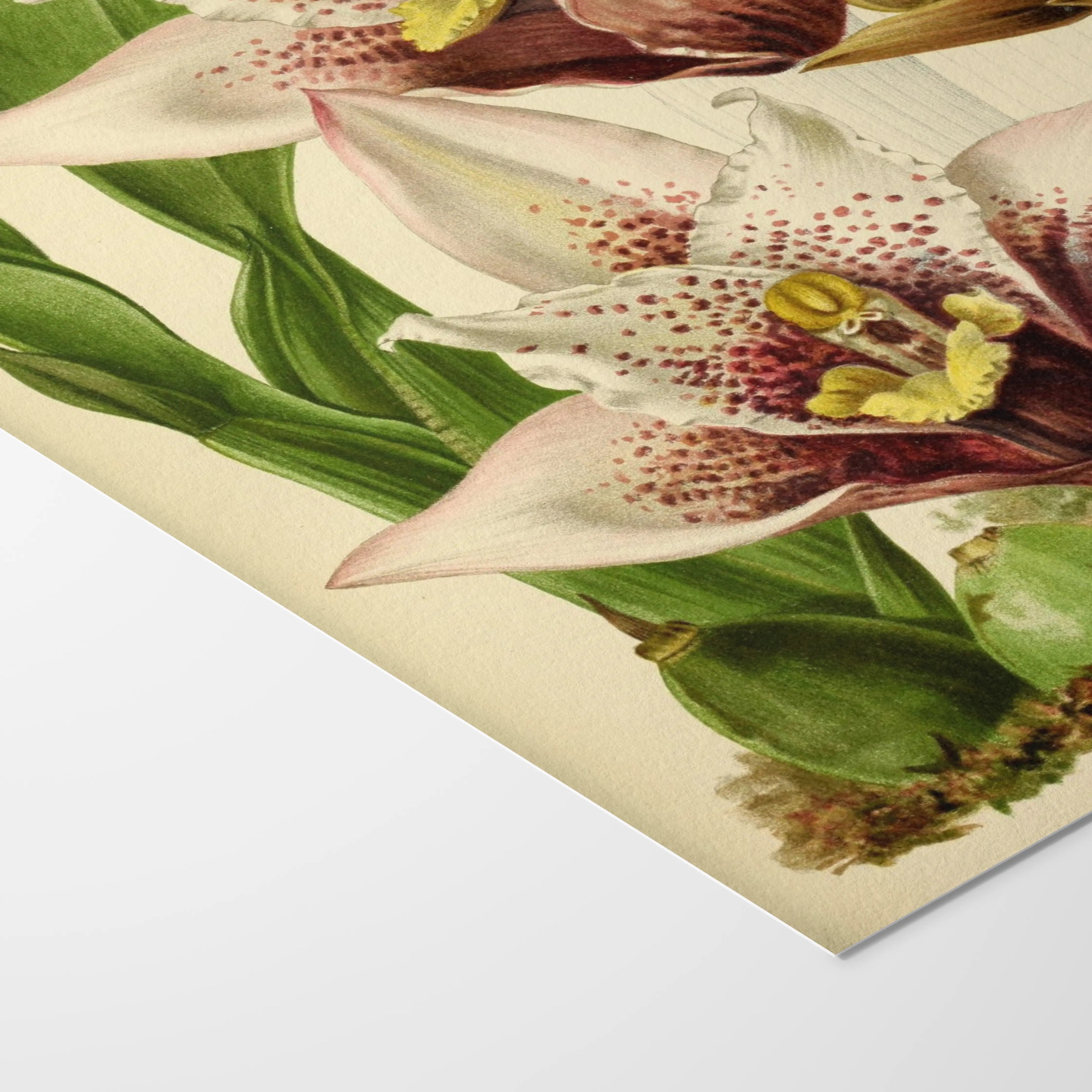 Floral: Plate No. 17
