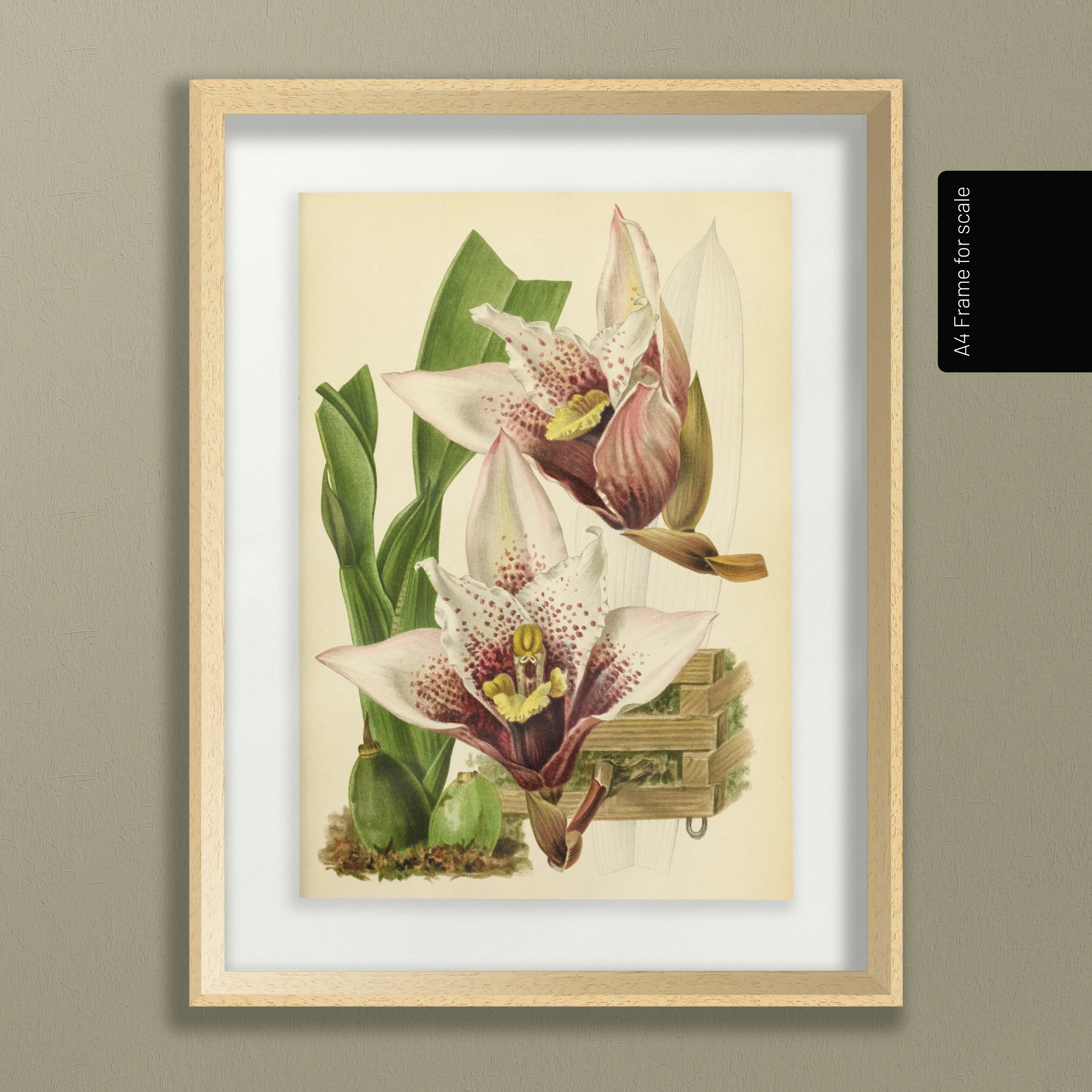 Floral: Plate No. 17