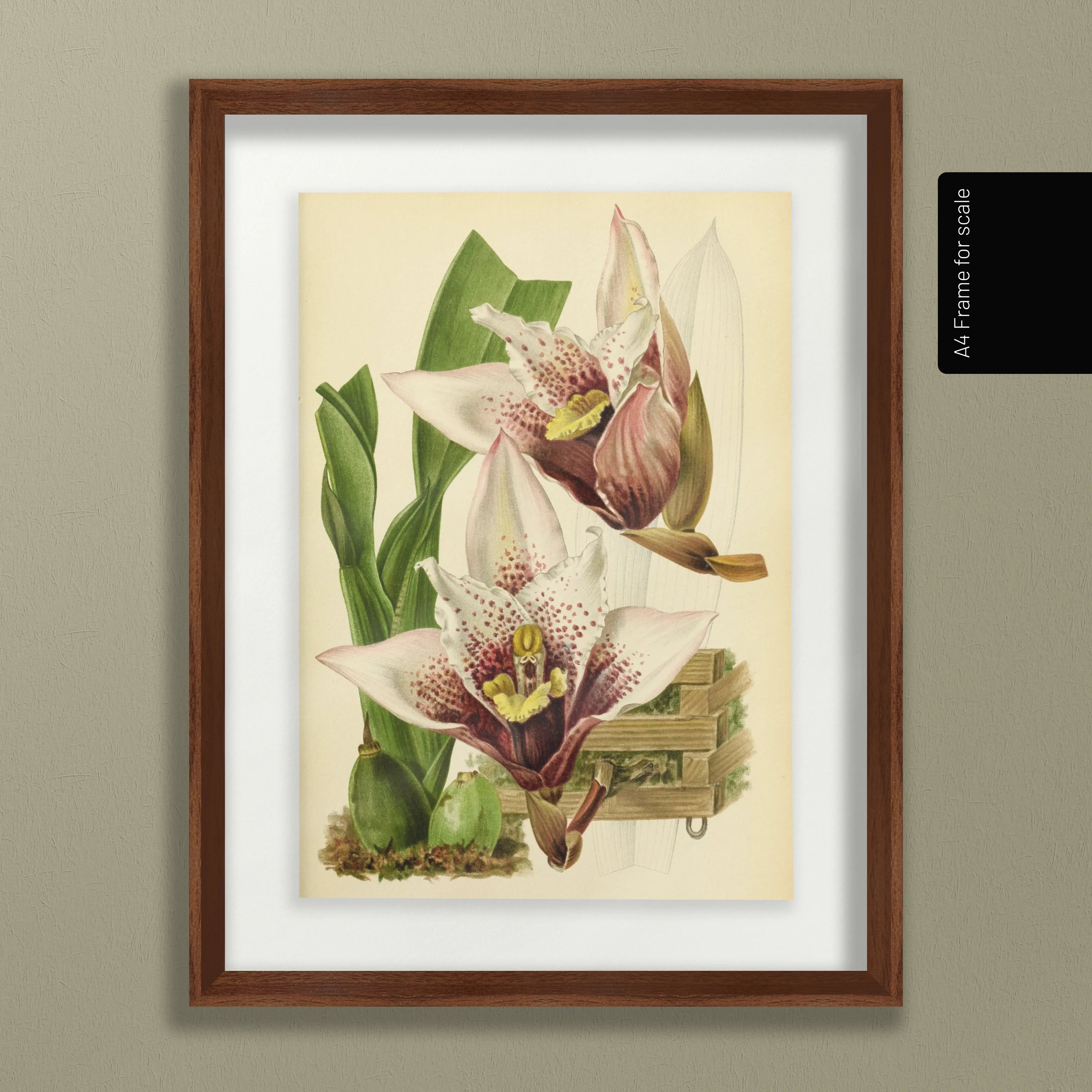 Floral: Plate No. 17