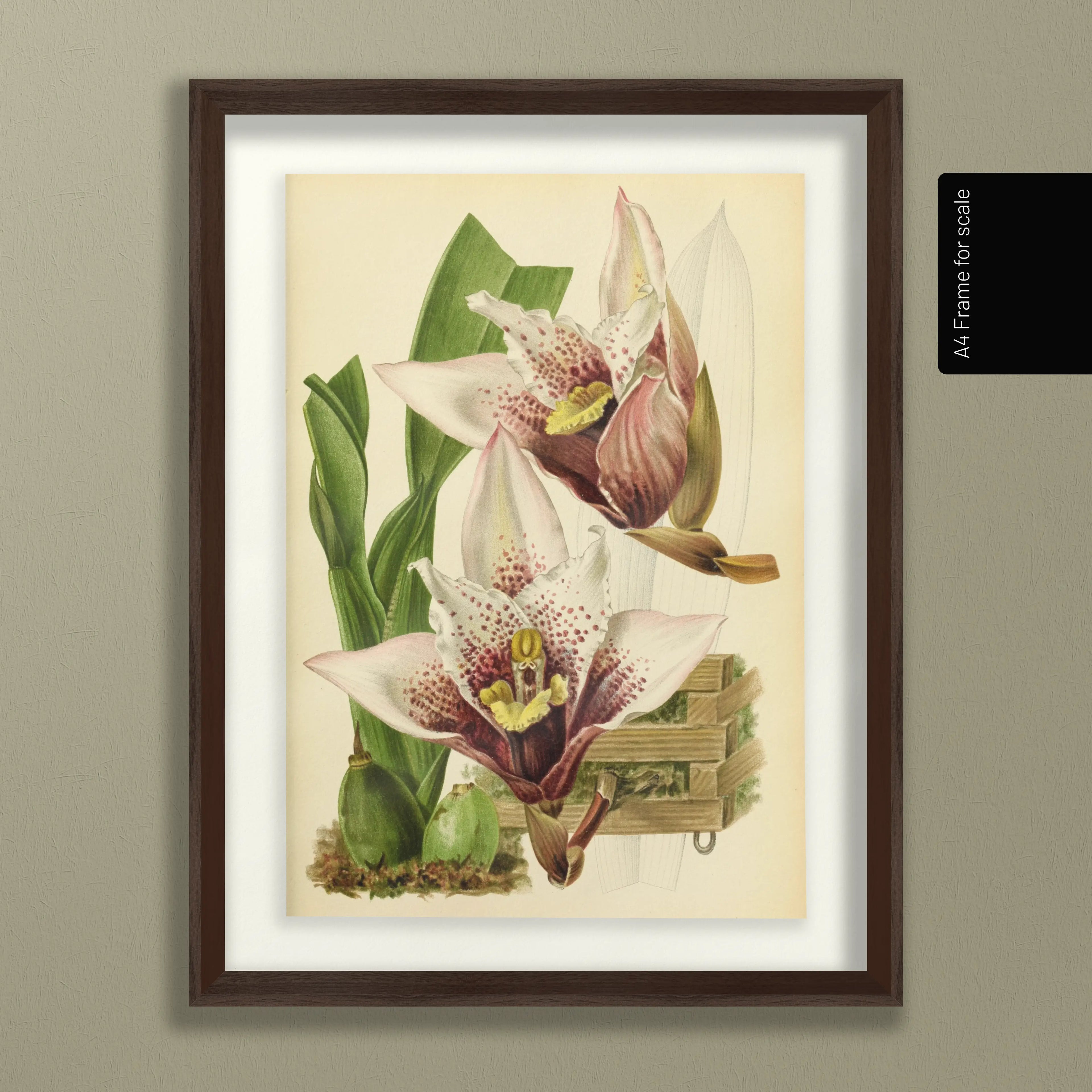 Floral: Plate No. 17