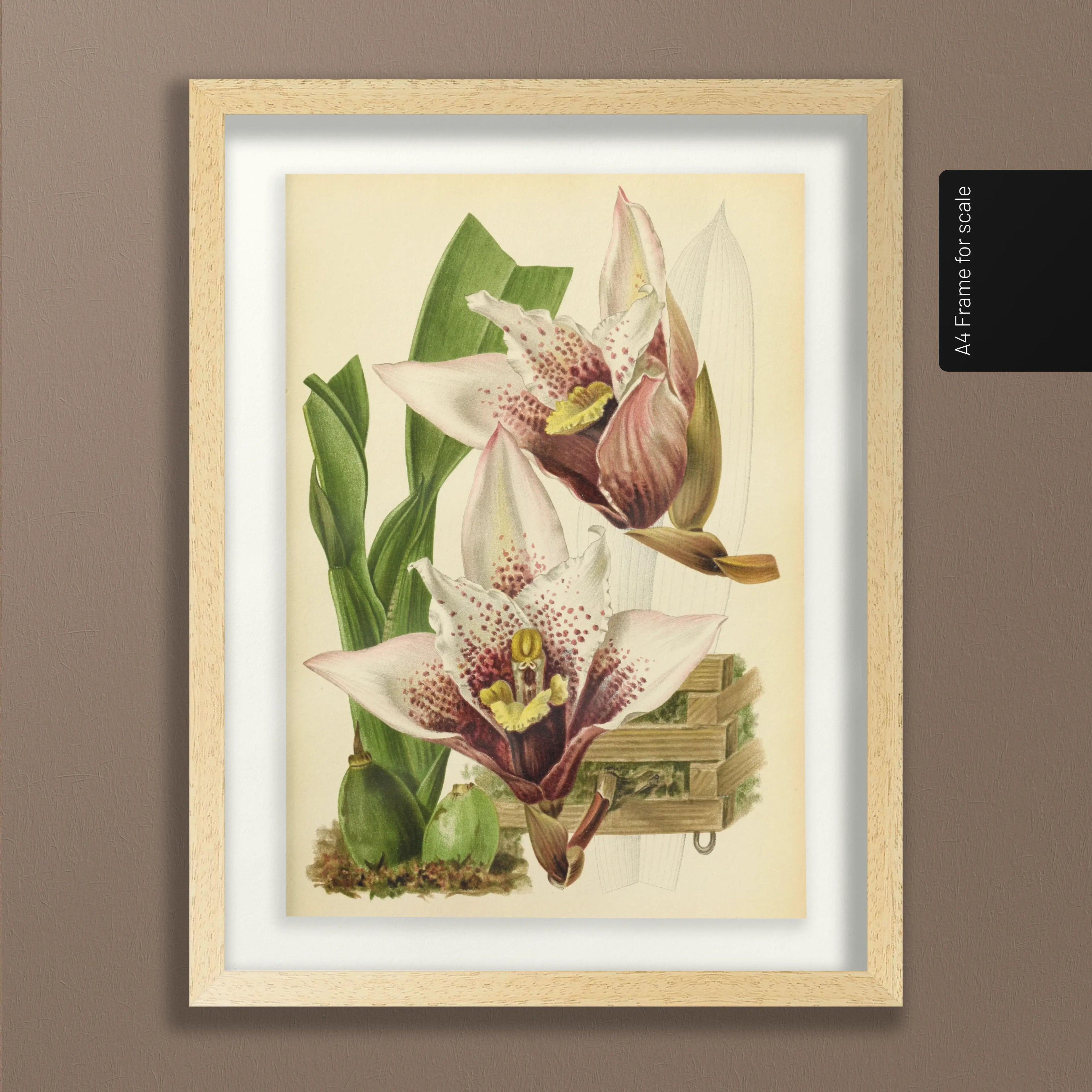 Floral: Plate No. 17
